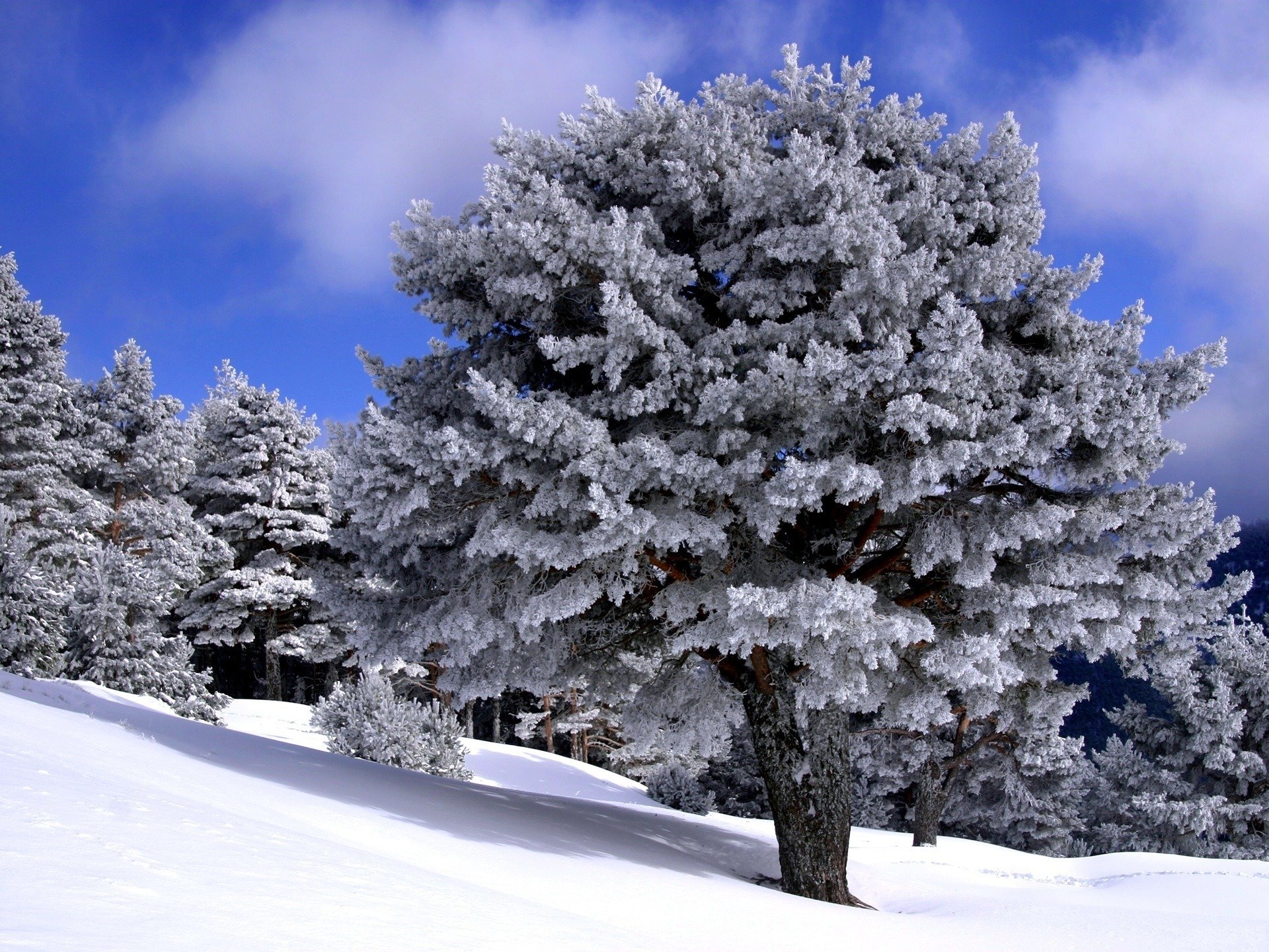 invierno bosque nieve blanco como la nieve