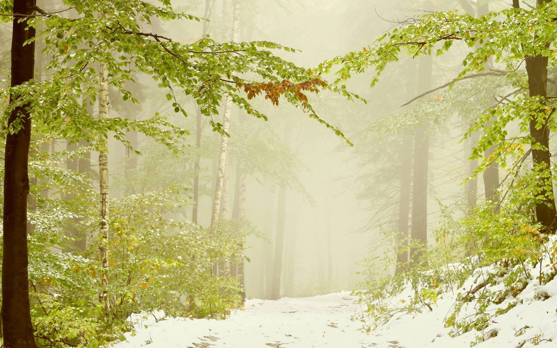 nieve vegetación hojas árboles ramas ramas niebla naturaleza