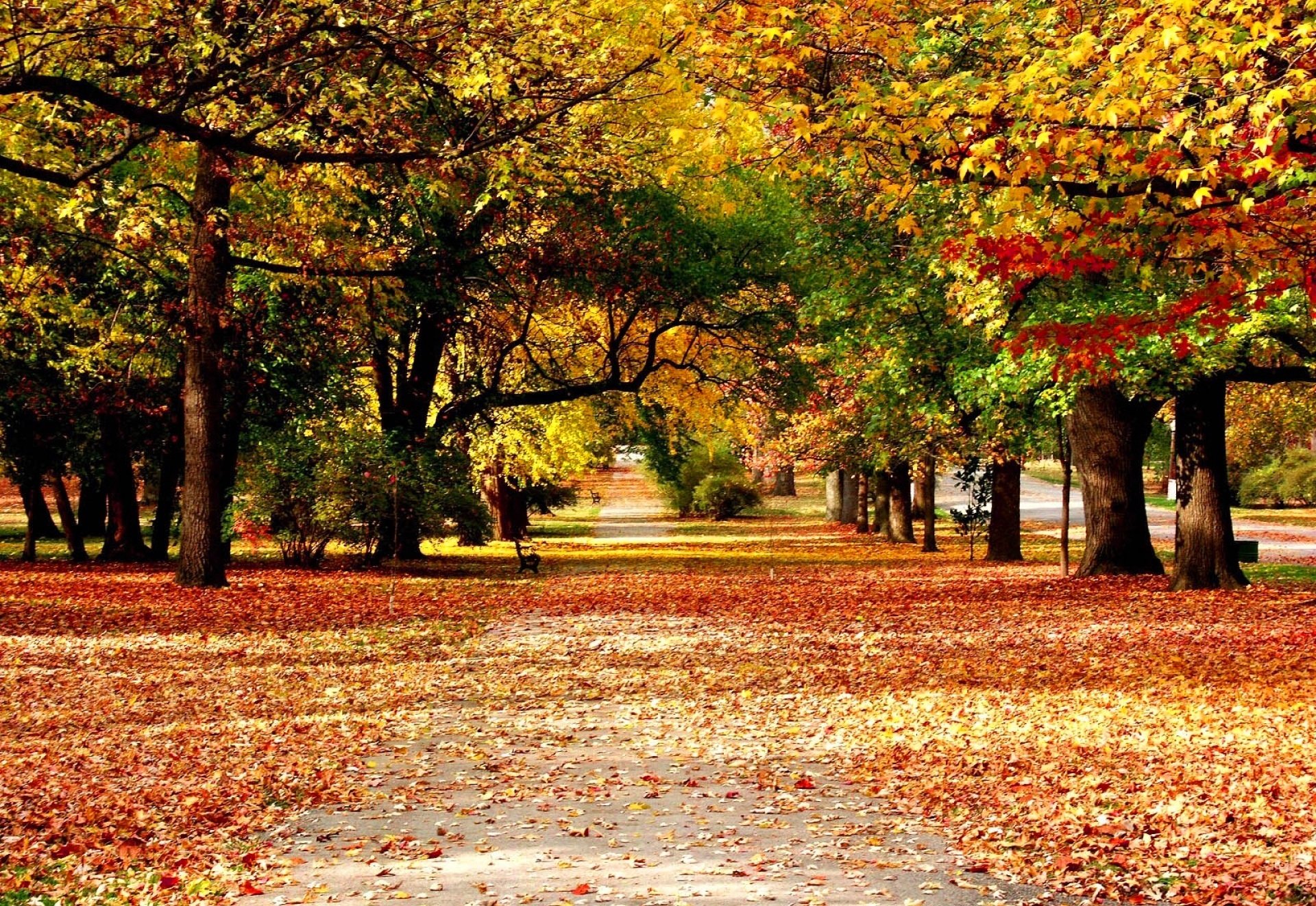 ruelle automne nature feuilles peintures