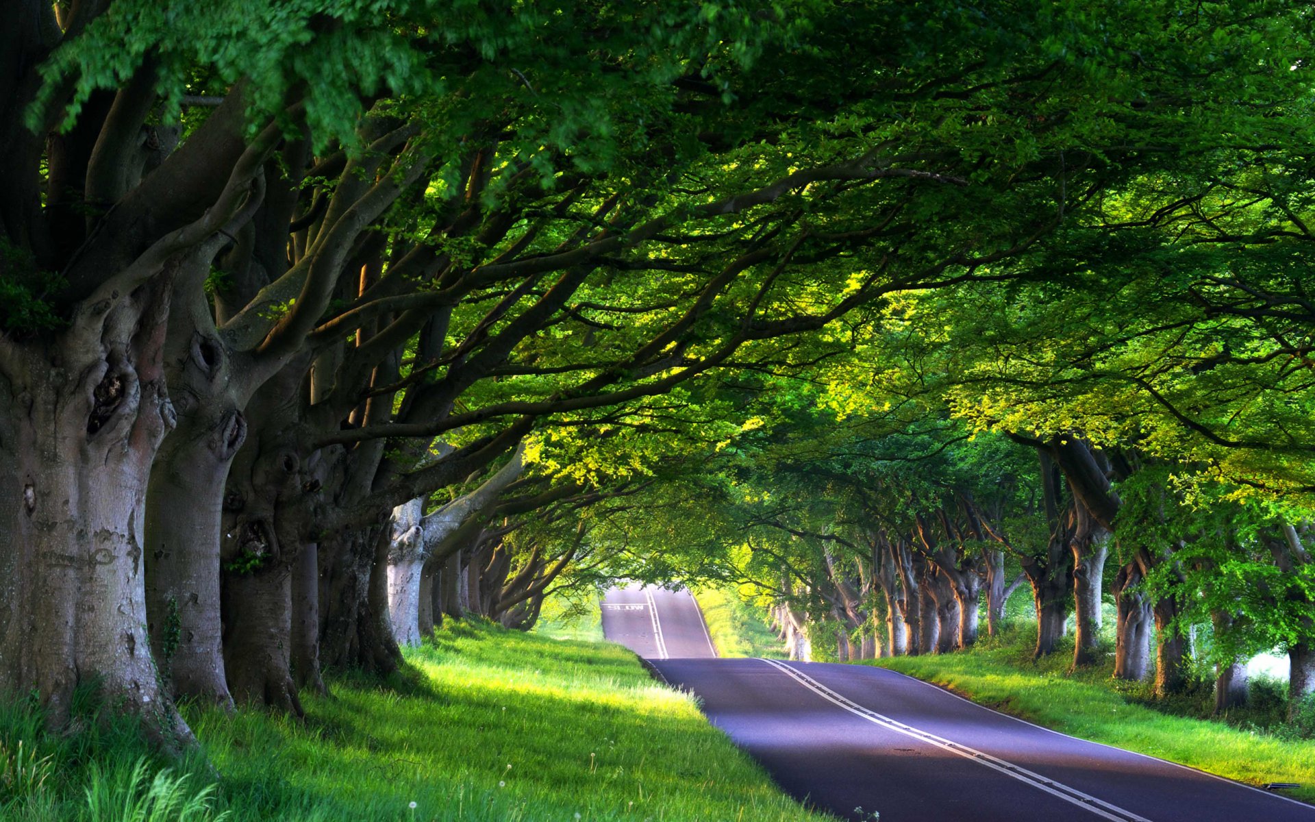 strada vicolo strade vicoli natura foresta alberi albero primavera estate percorso viaggio viaggio modo