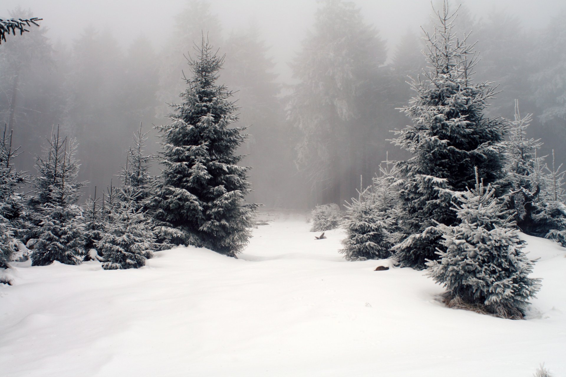 hiver neige sapins