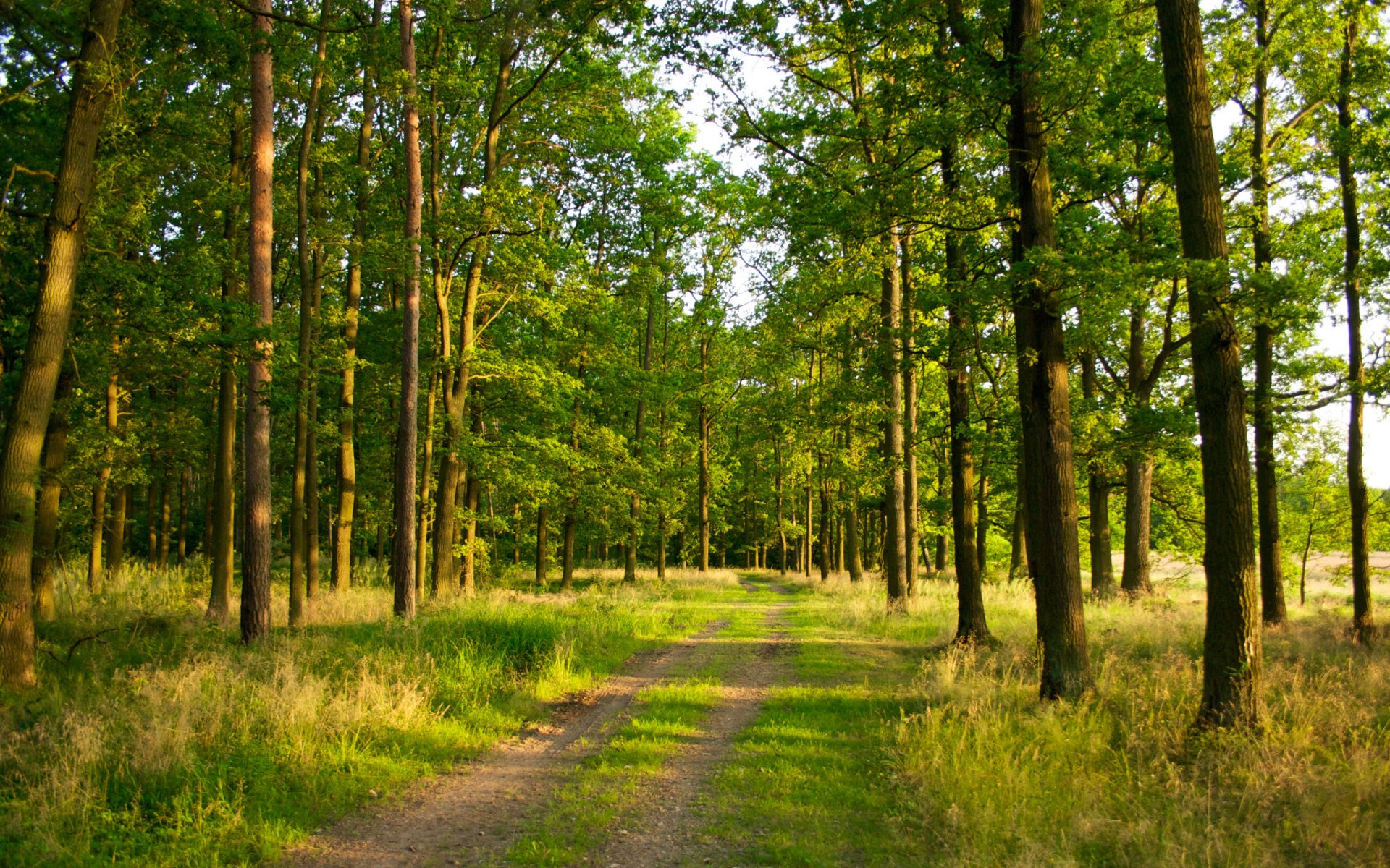 foresta alberi luce strada sentiero erba estate natura