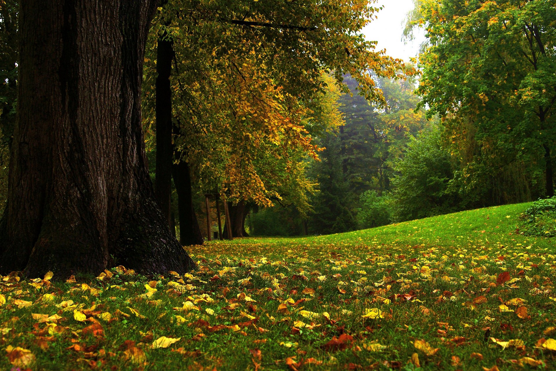 natur herbst park laub gras