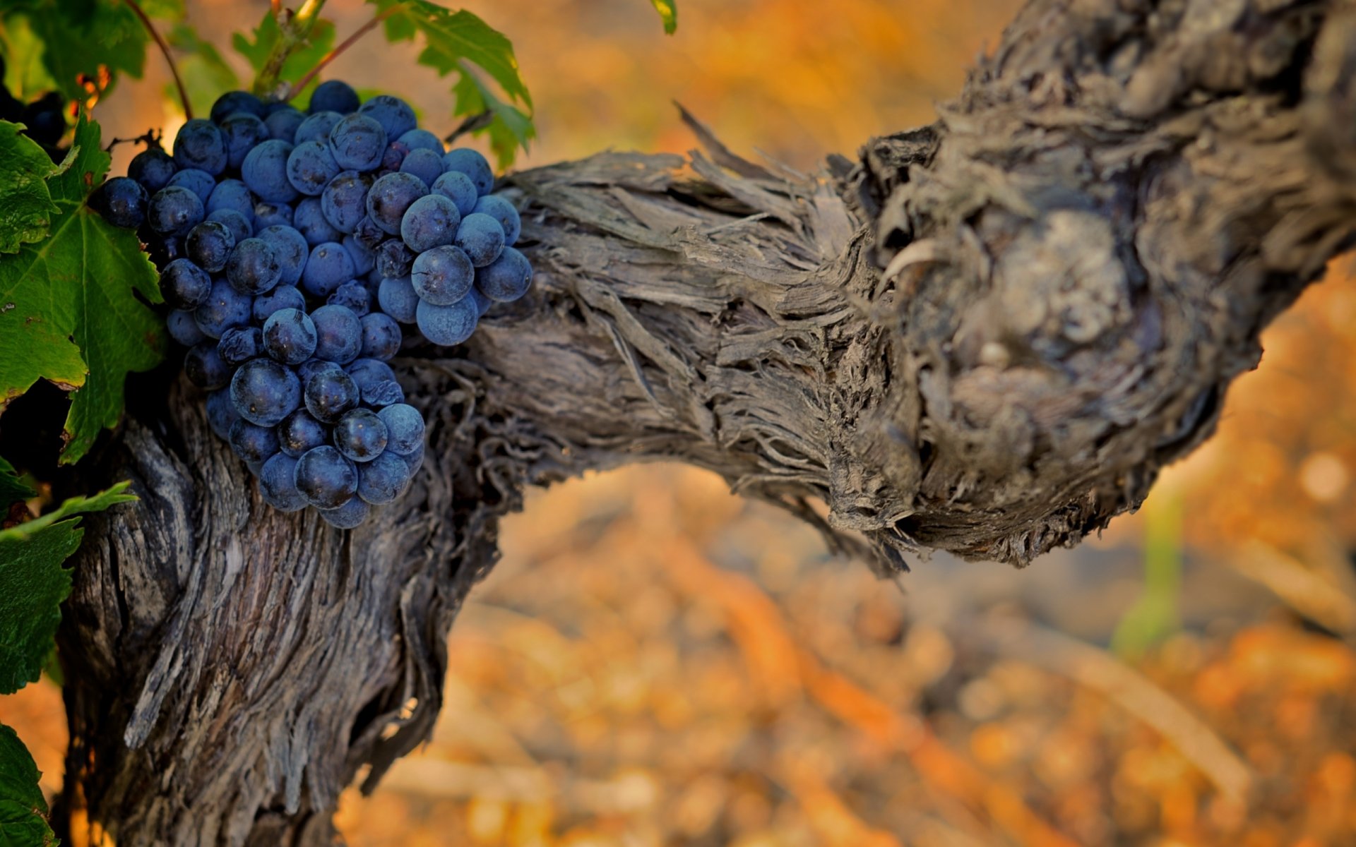 nature plantes raisin vigne feuilles fond fond d écran