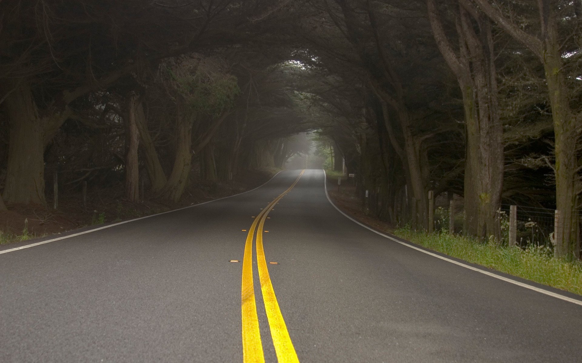 carretera árboles niebla neblina naturaleza