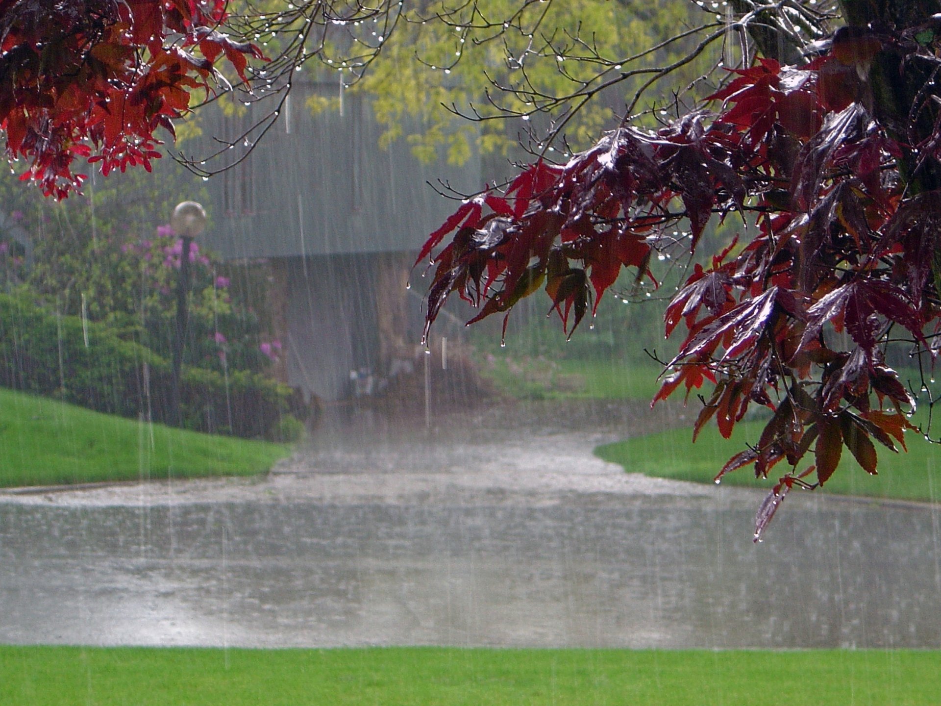 lluvia camino casa árbol hojas arce parque