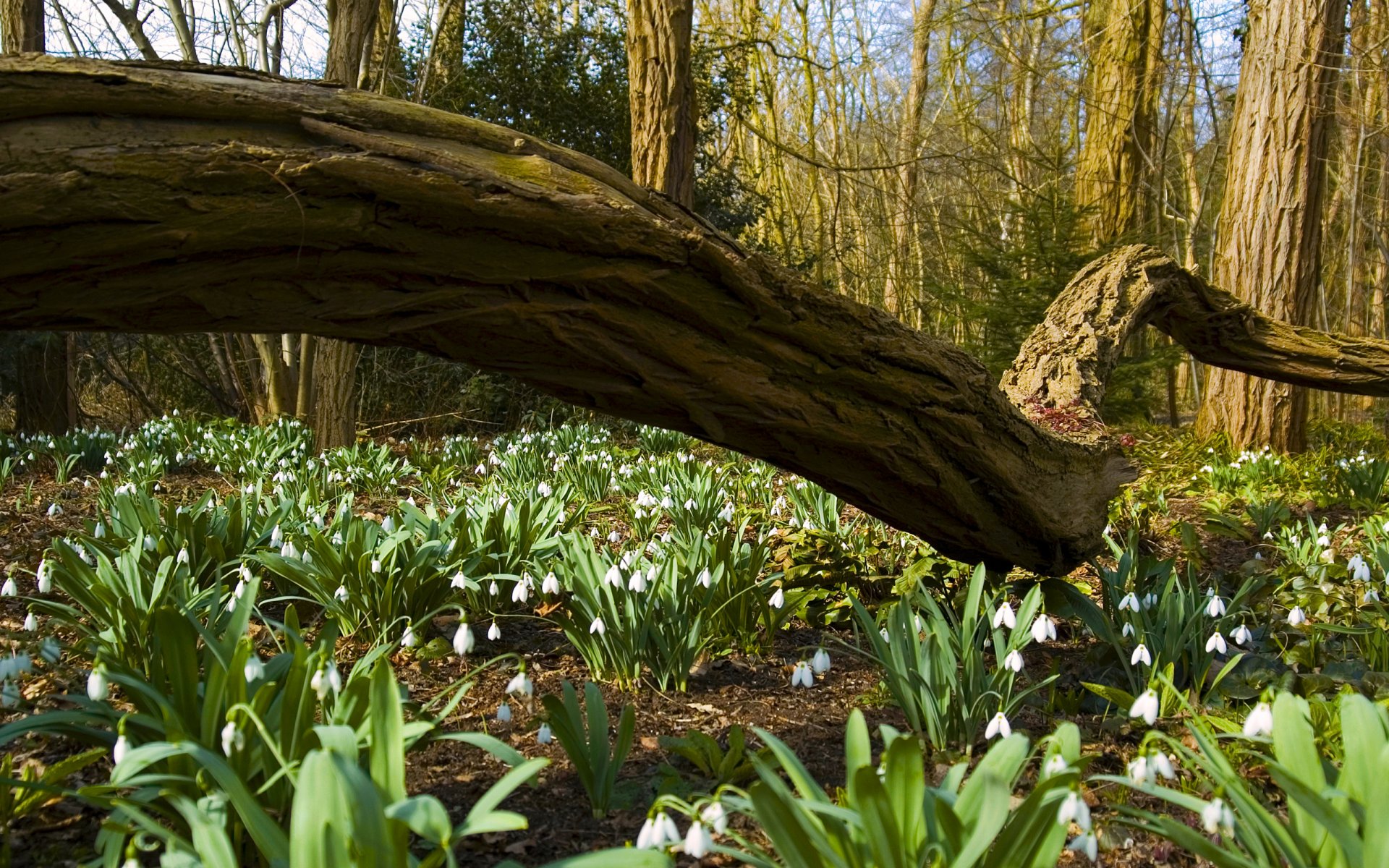 forest tree trunks trunk snowdrops flower spring nature