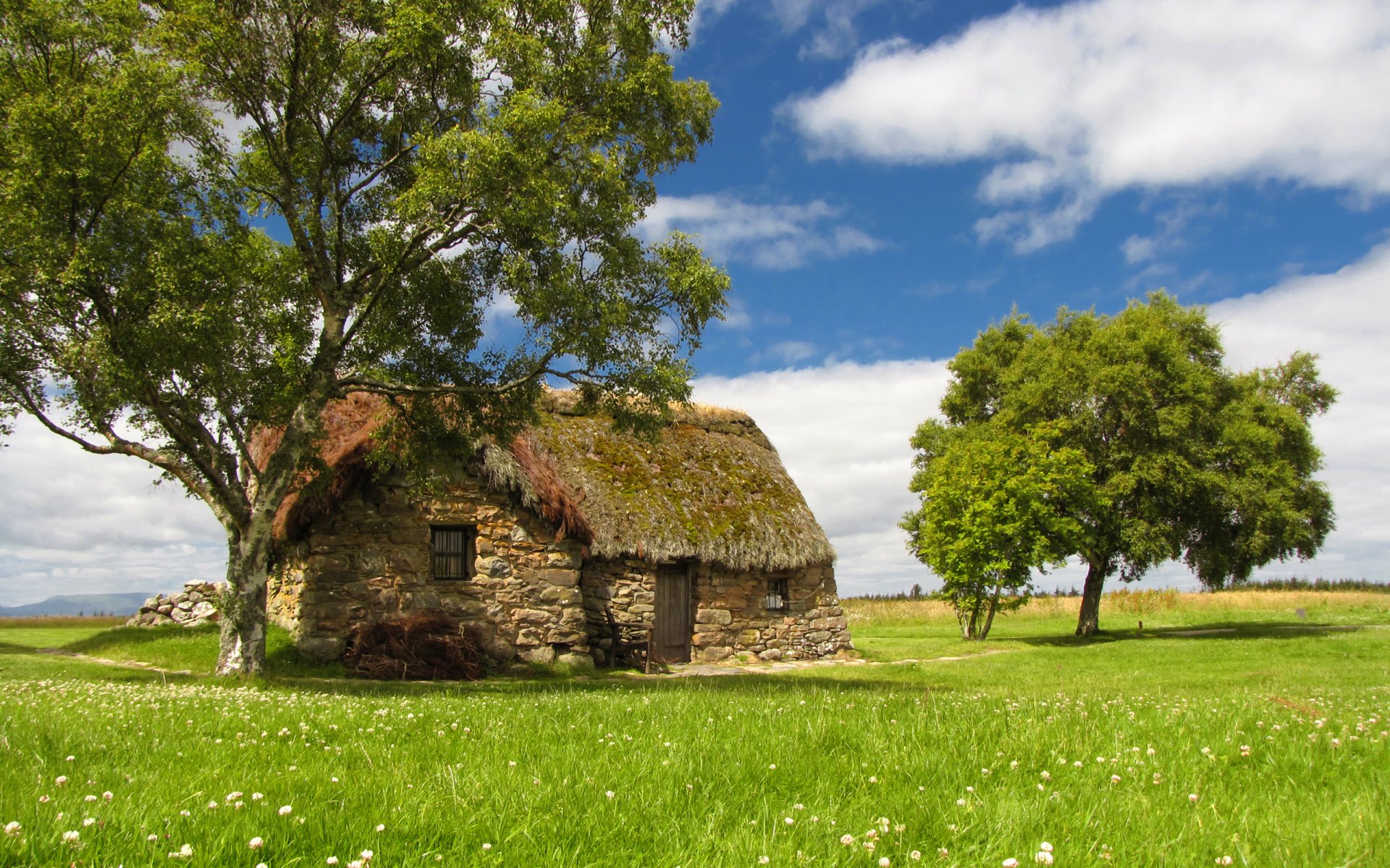 house tree field summer