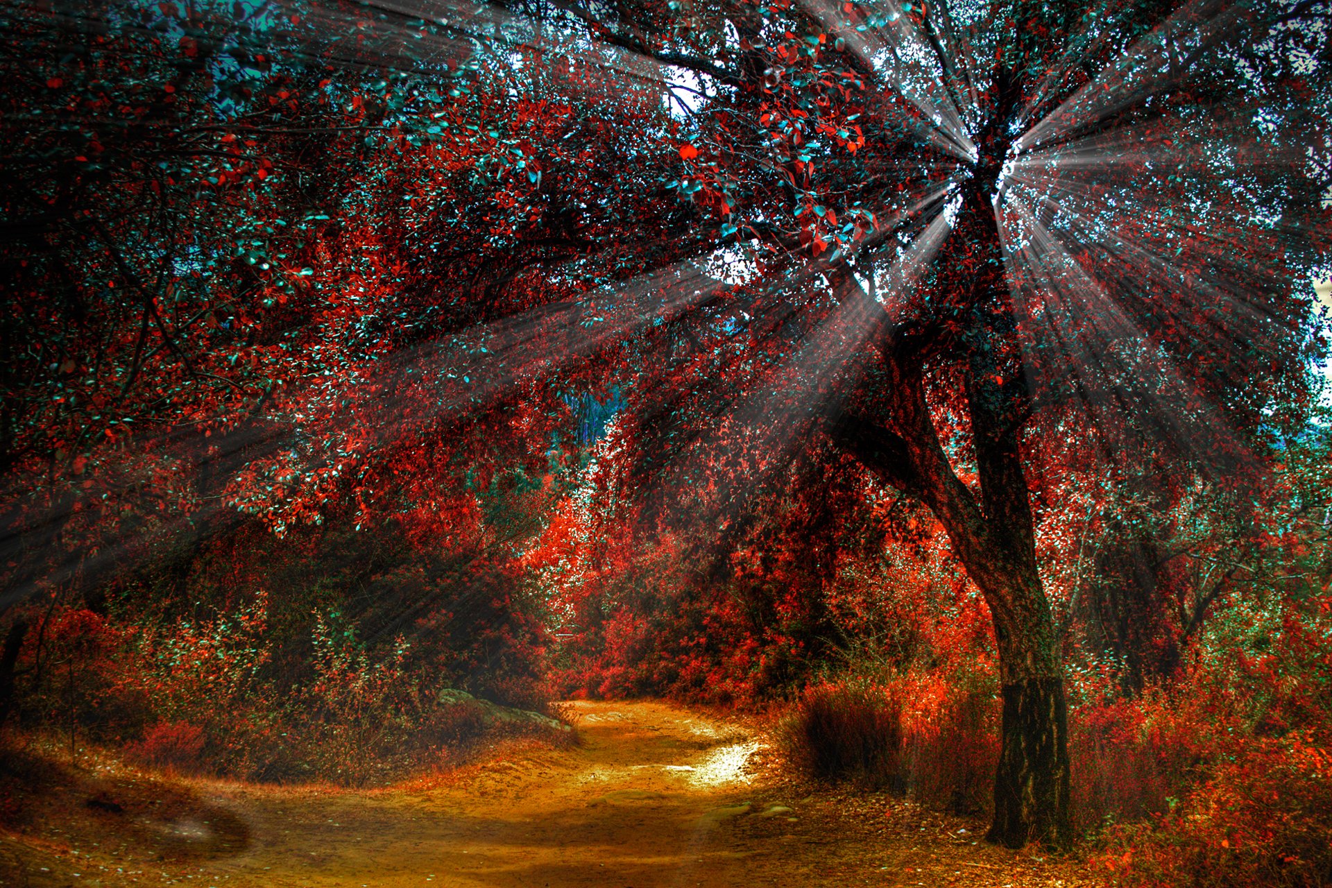 naturaleza otoño camino árbol luz