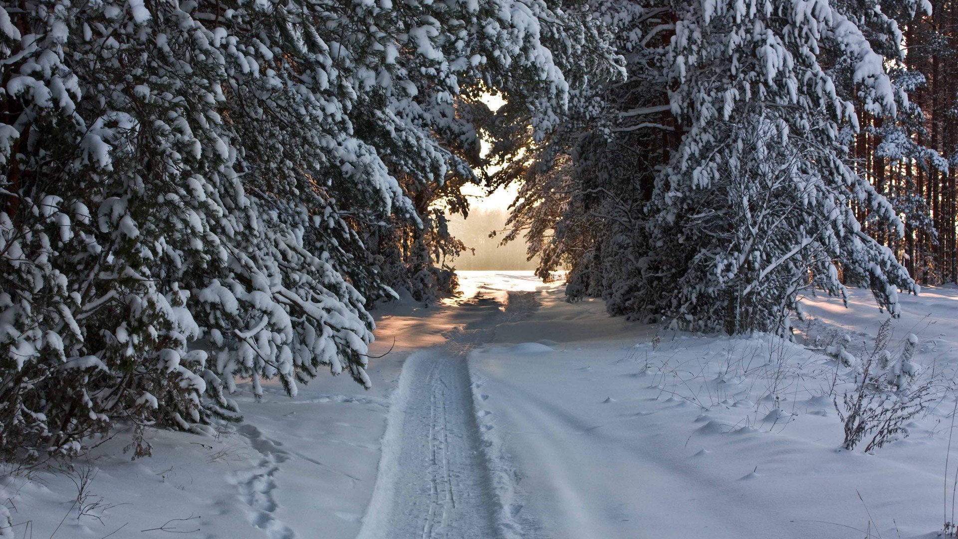 hiver forêt aiguilles de pin neige sentier