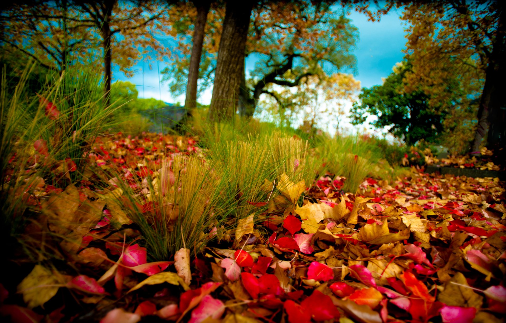 nature autumn foliage tree