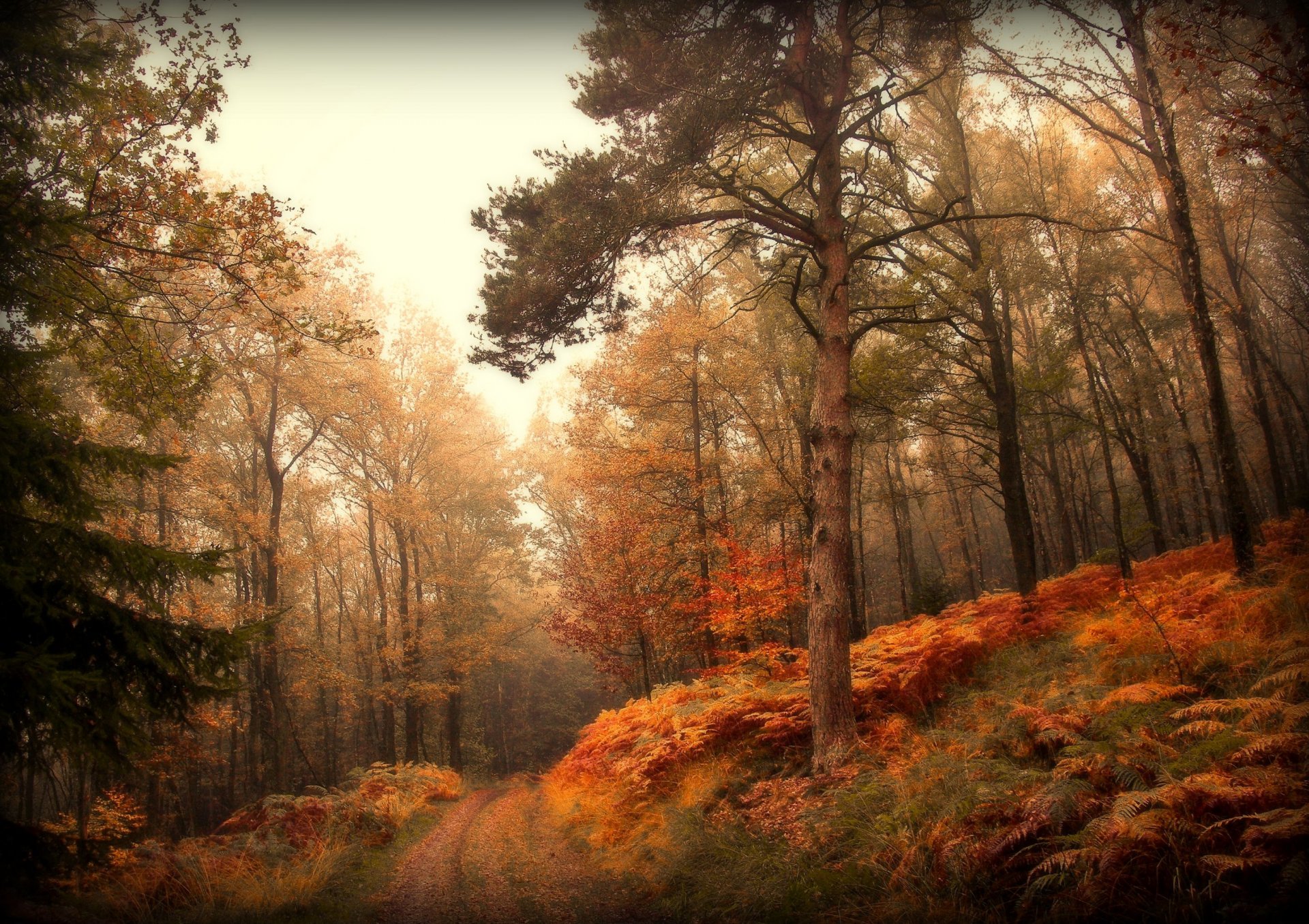 natur wald herbst straße