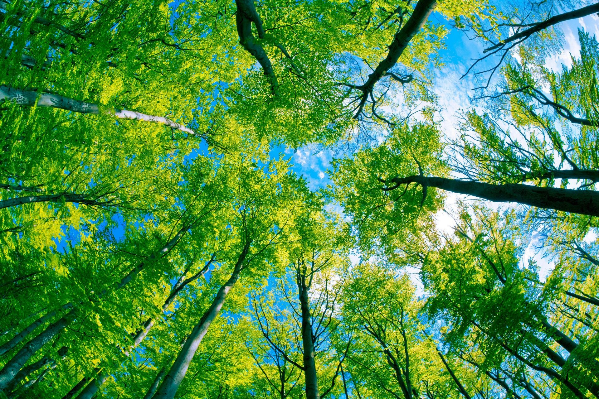 sotto gli alberi foresta alberi appollaiato dal basso cielo regno verde