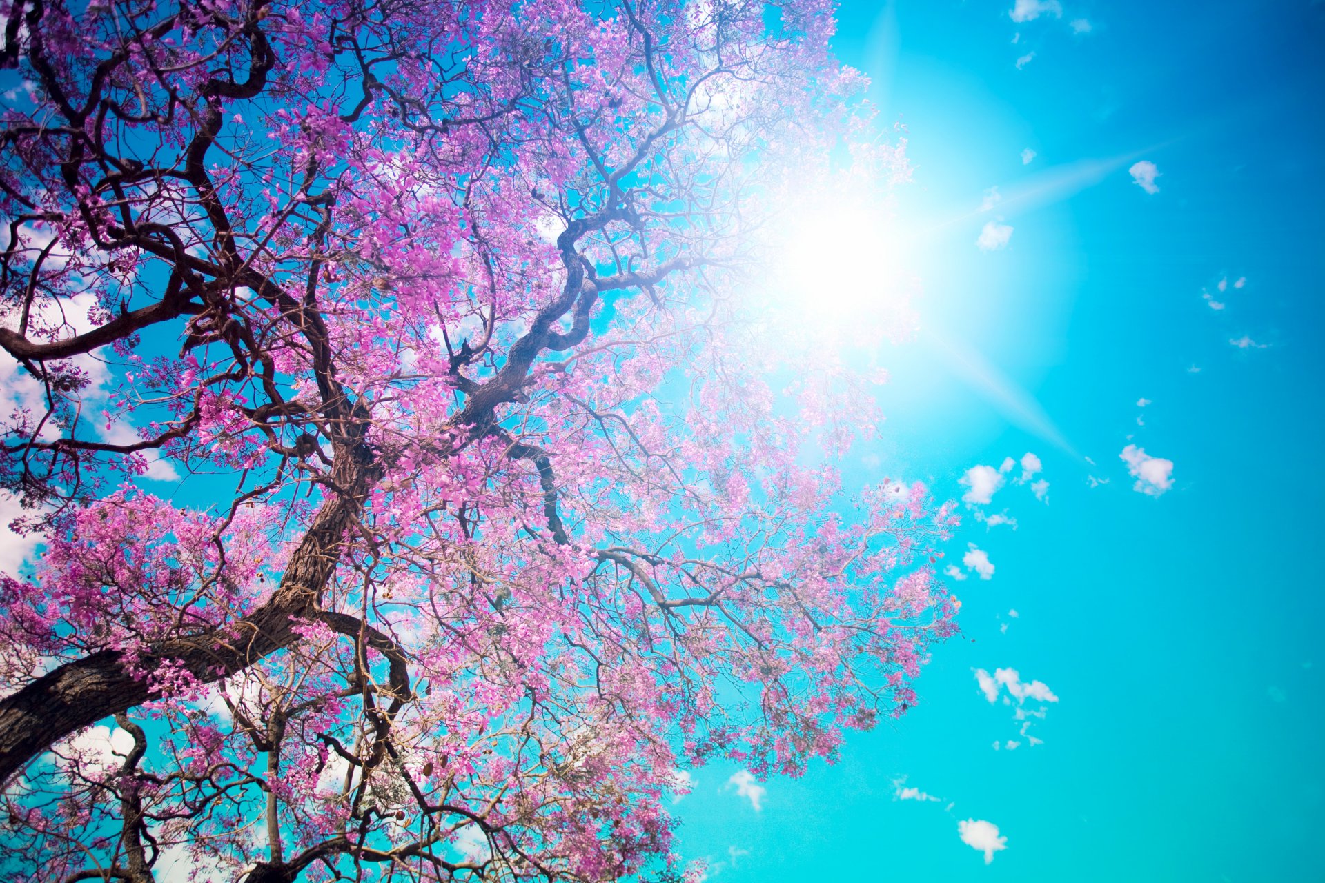 bellissimo albero in fiore albero fioritura rosa petali abbagliante sole blu cielo bellezza