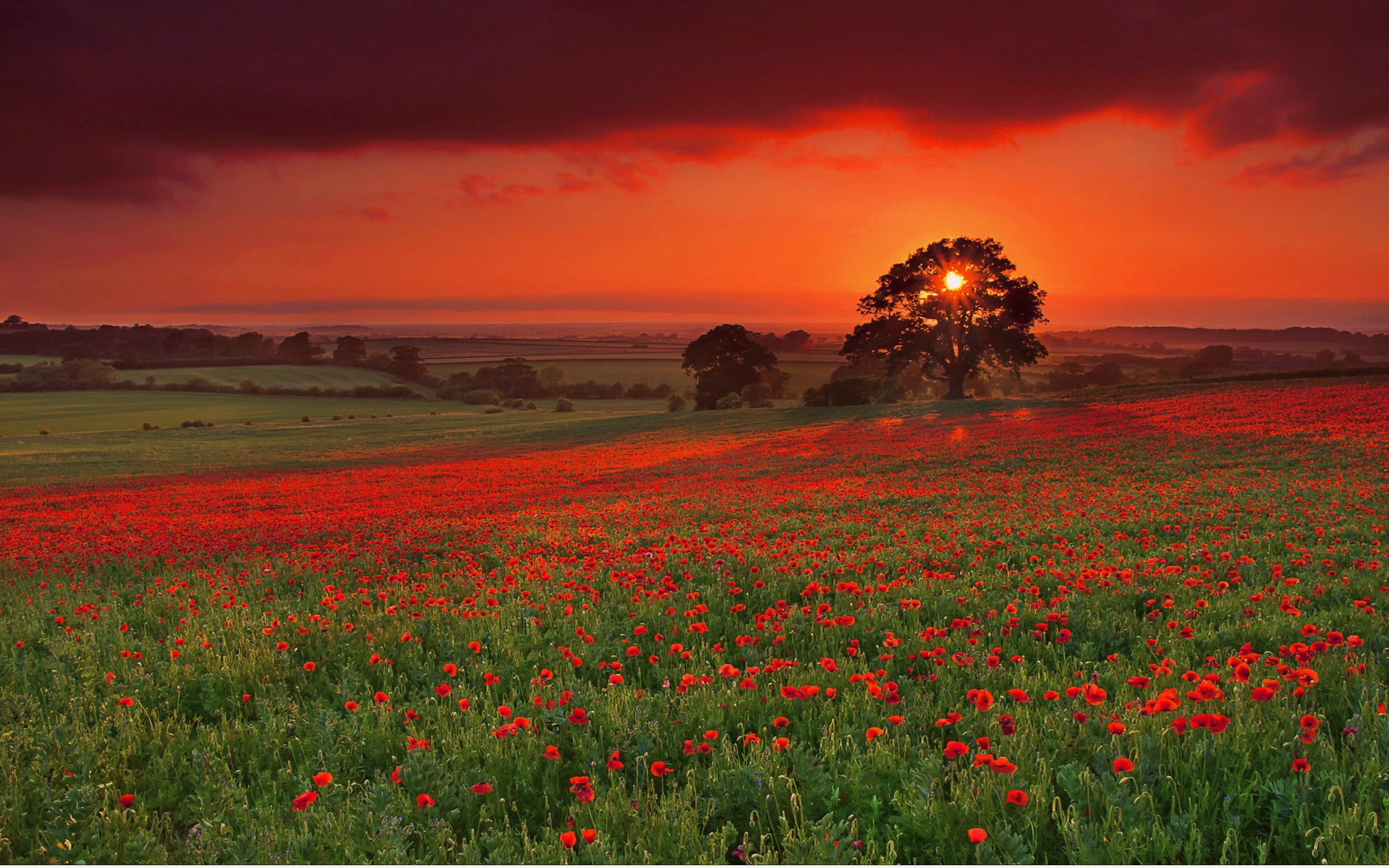 feld bäume mohnblumen abend sonne hell sonnenuntergang