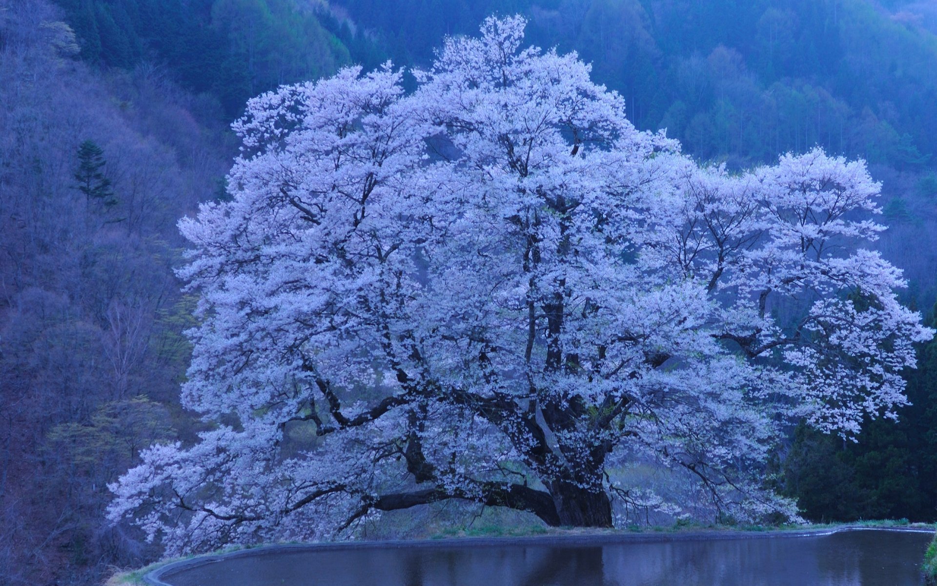 sakura naturaleza japón