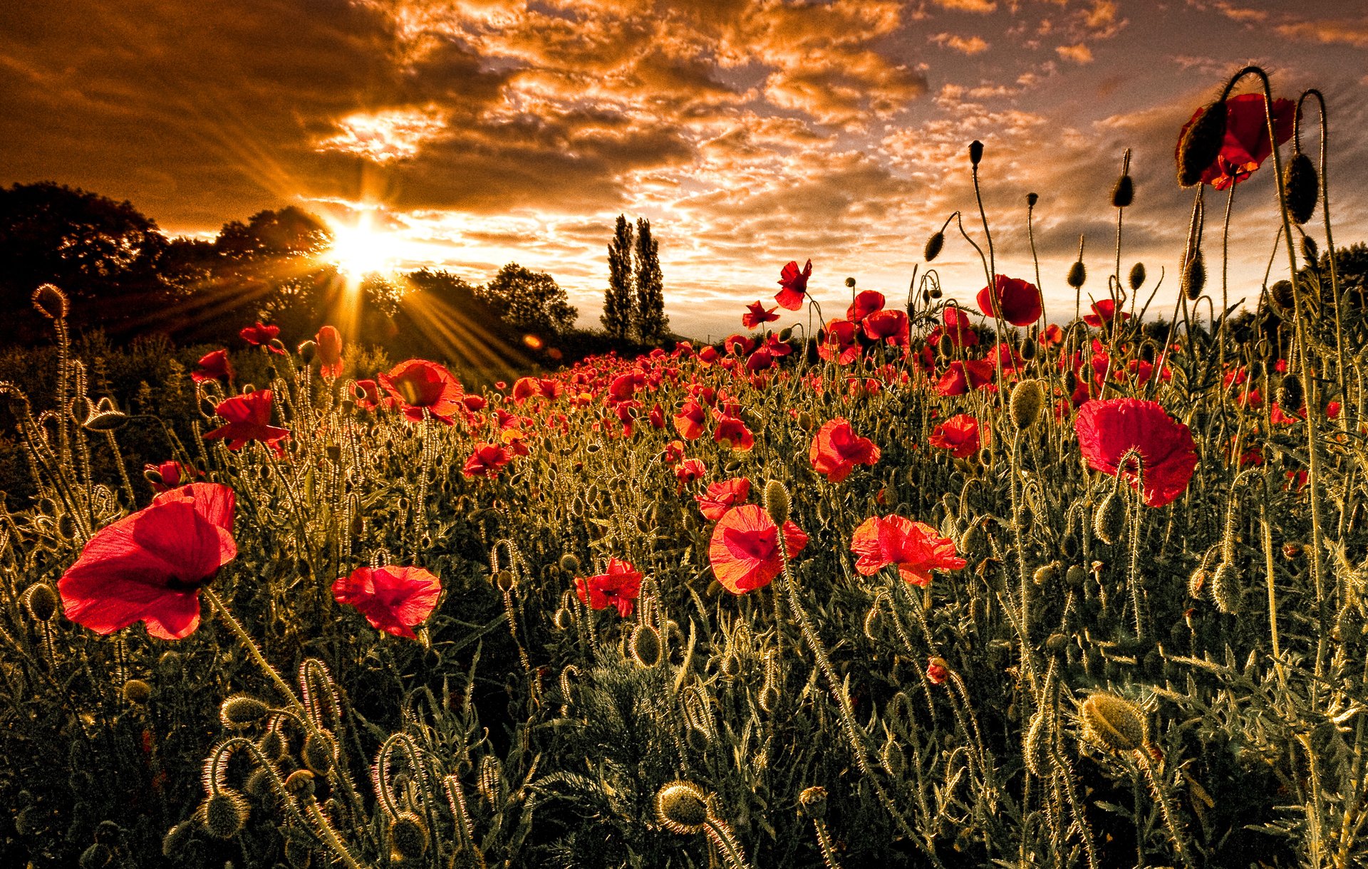 nature coquelicots soleil champ