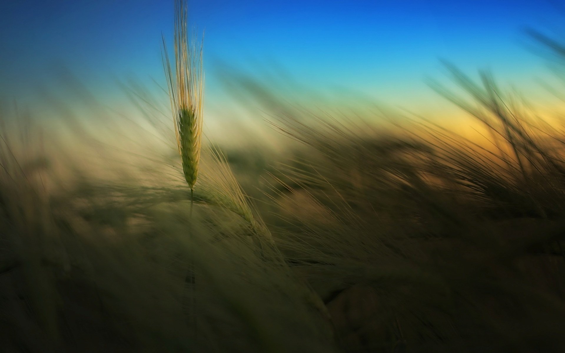 natura campo spighette estate sera cielo sfondo carta da parati