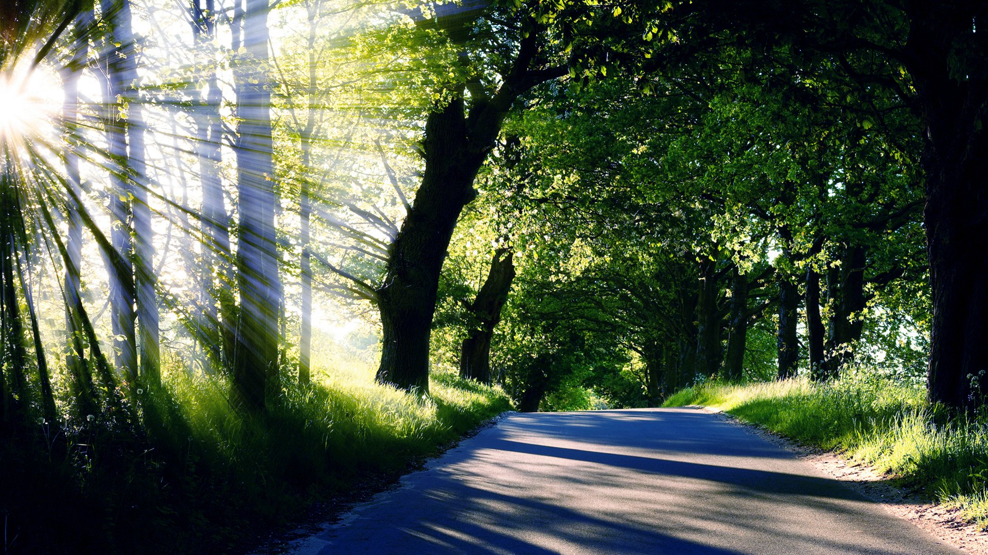 natur bäume straße strahlen licht sonne sommer kronen gras