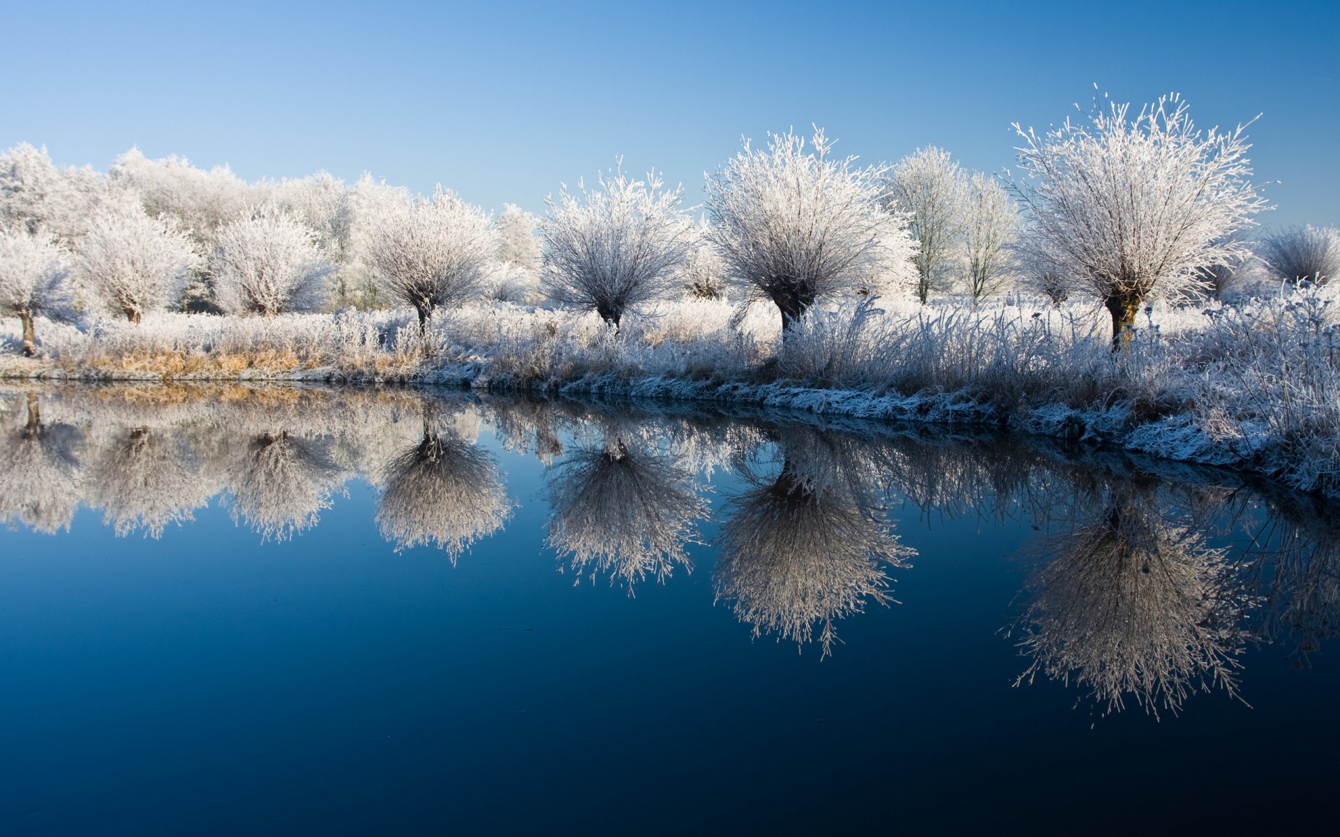 nature paysages hiver eau lac plantes buissons arbustes arbres arbre