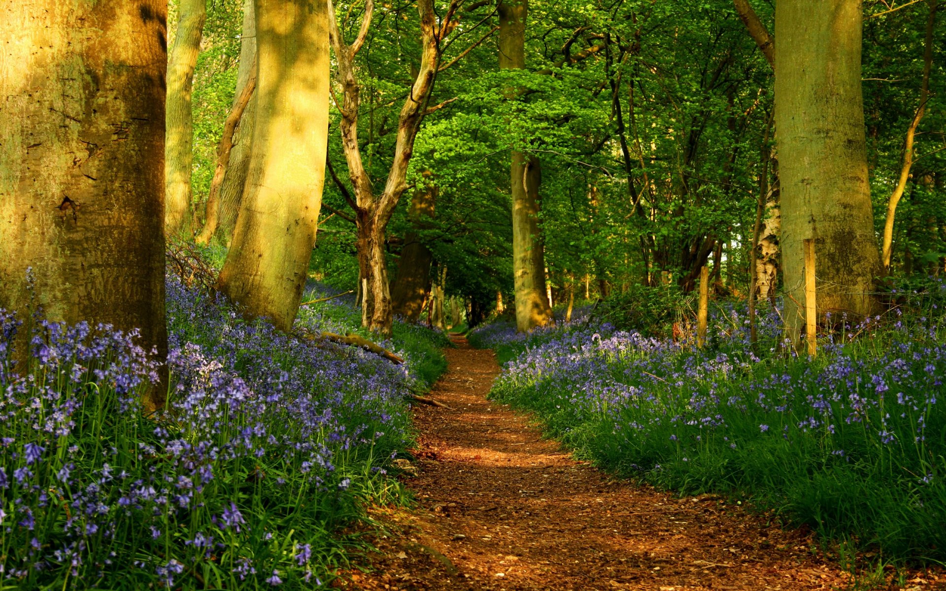 chemin sentier route fleurs forêt arbres troncs clôture printemps nature