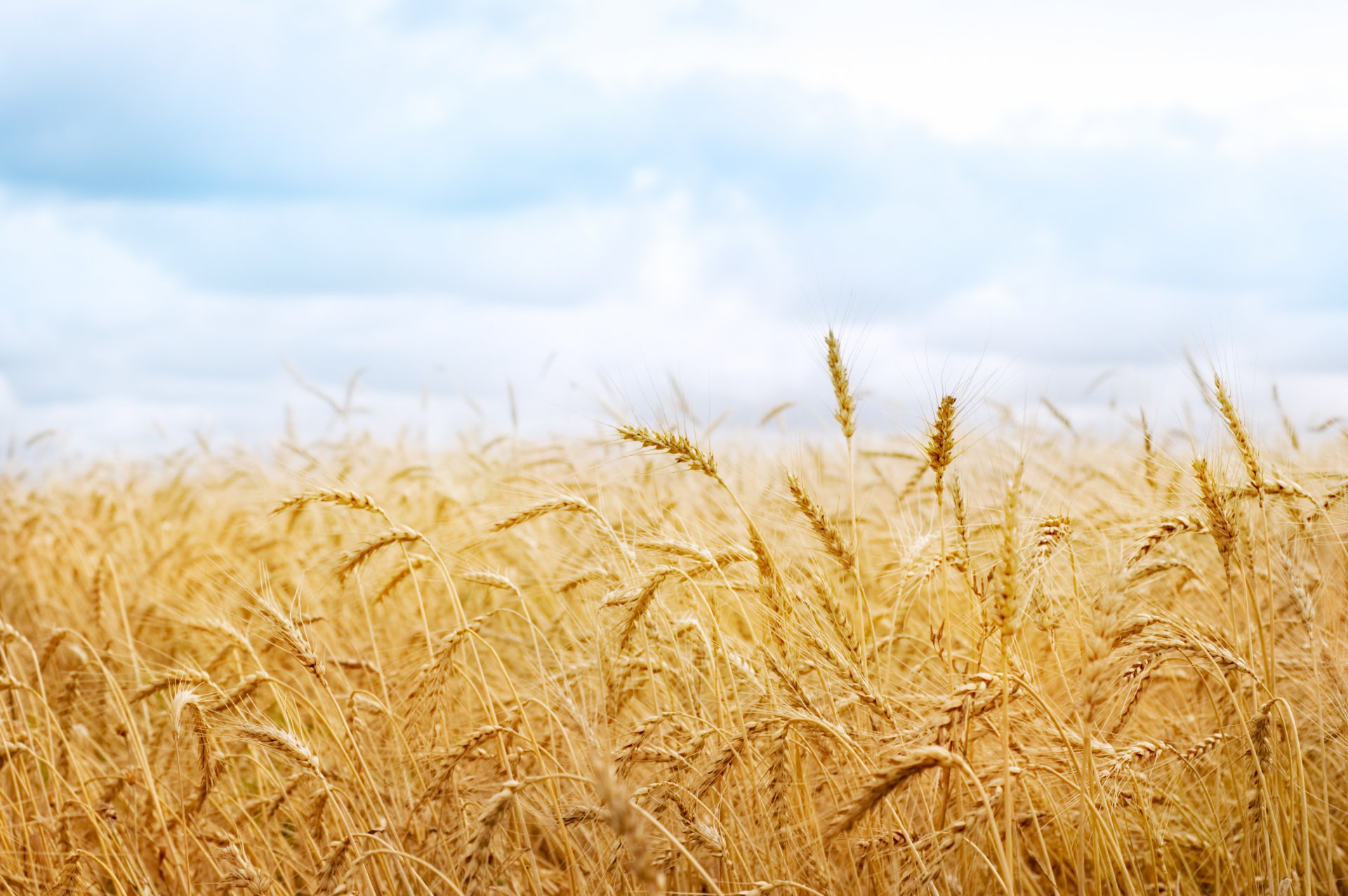 campo natura spighette spighette spighetta grano raccolto