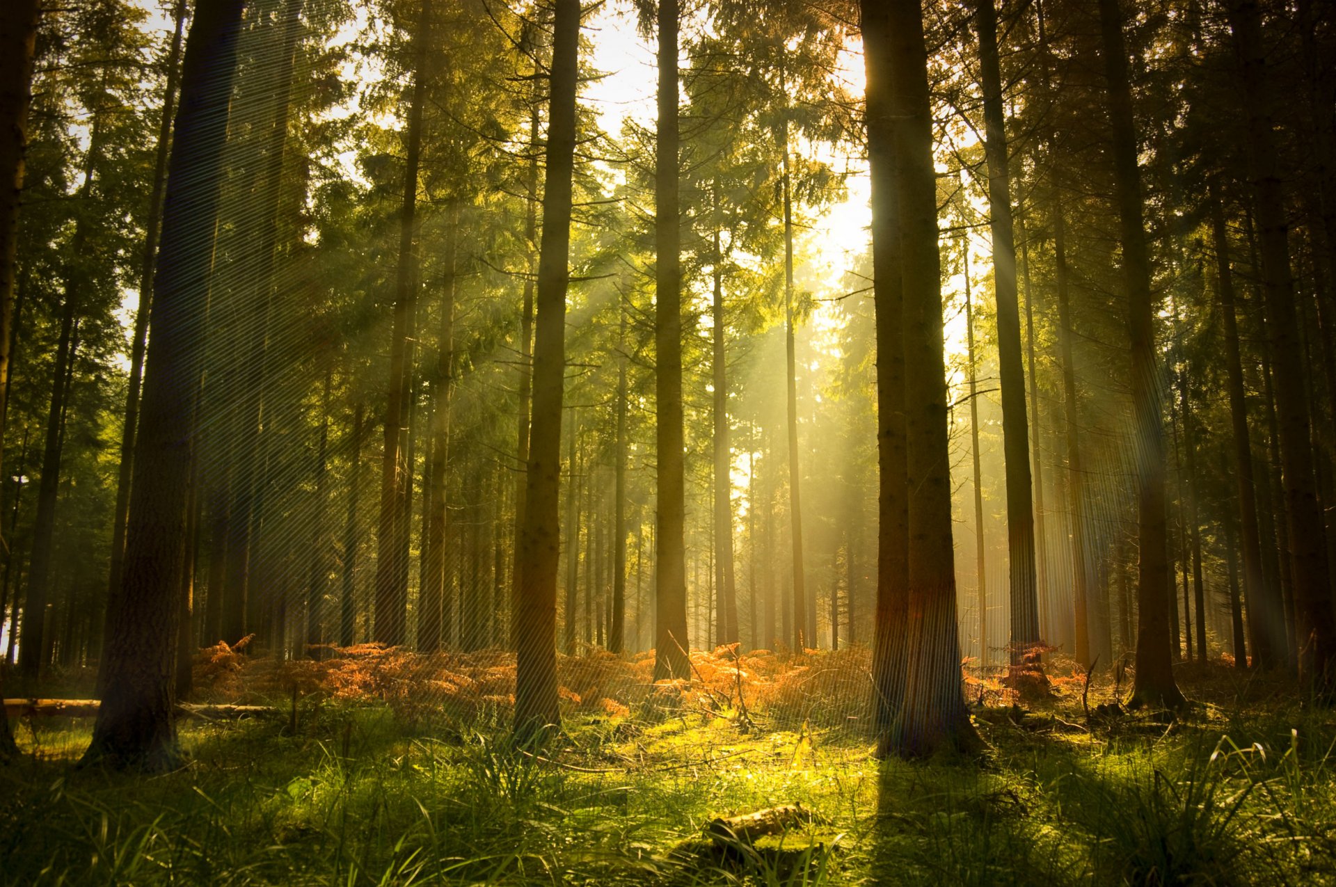 bosque árboles pinos luz rayos