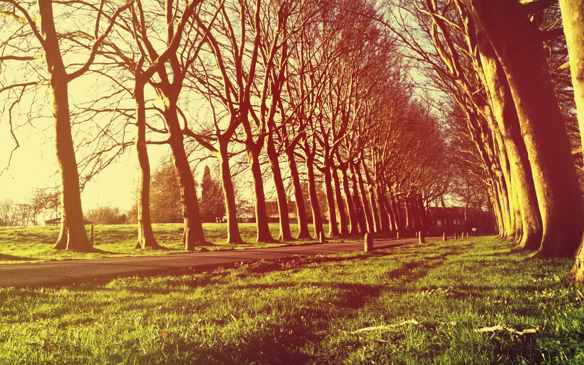 nature tree trees evening light grass alley alleys villa villas manor estates village villages villages villages freshne