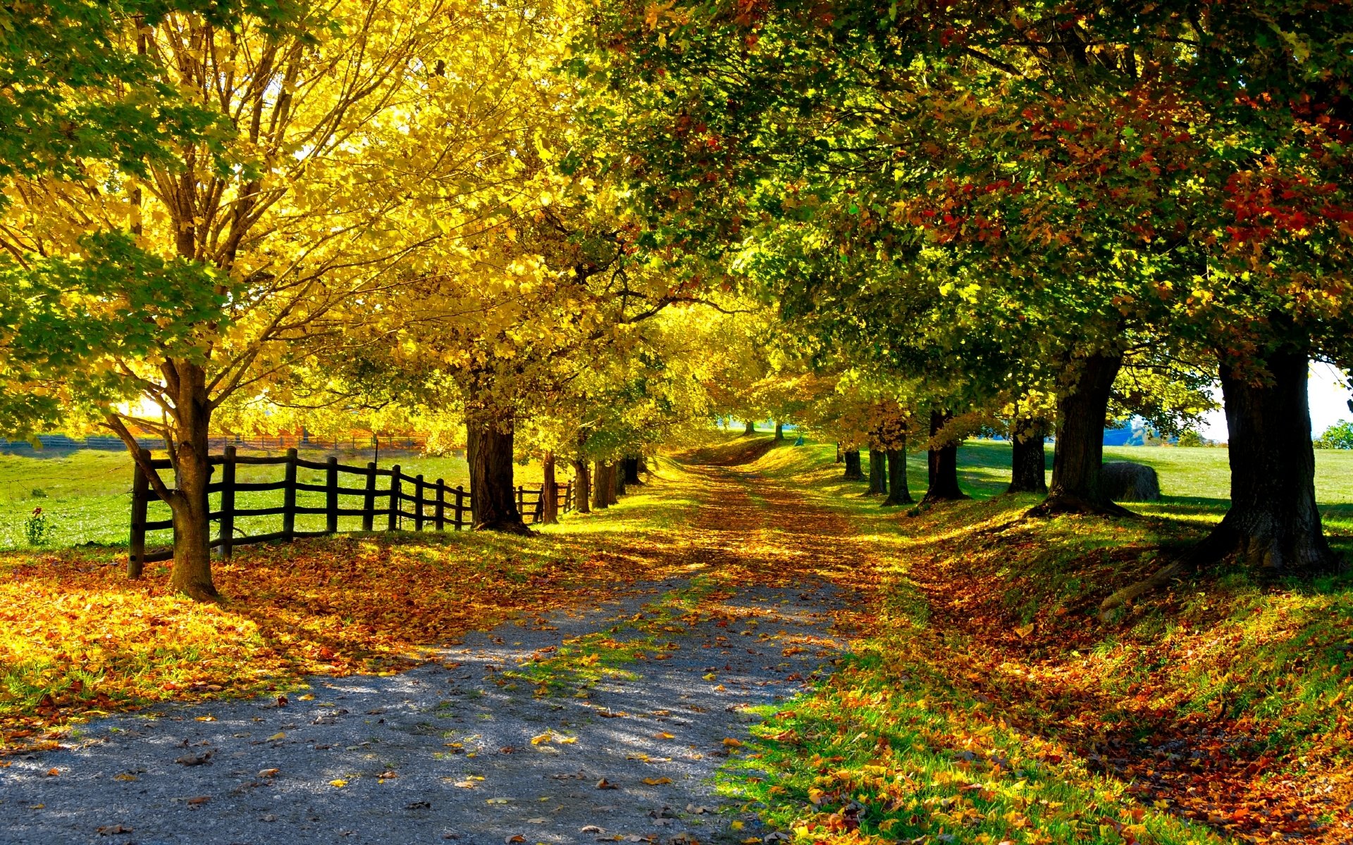 nature automne feuilles arbres allée route clôture