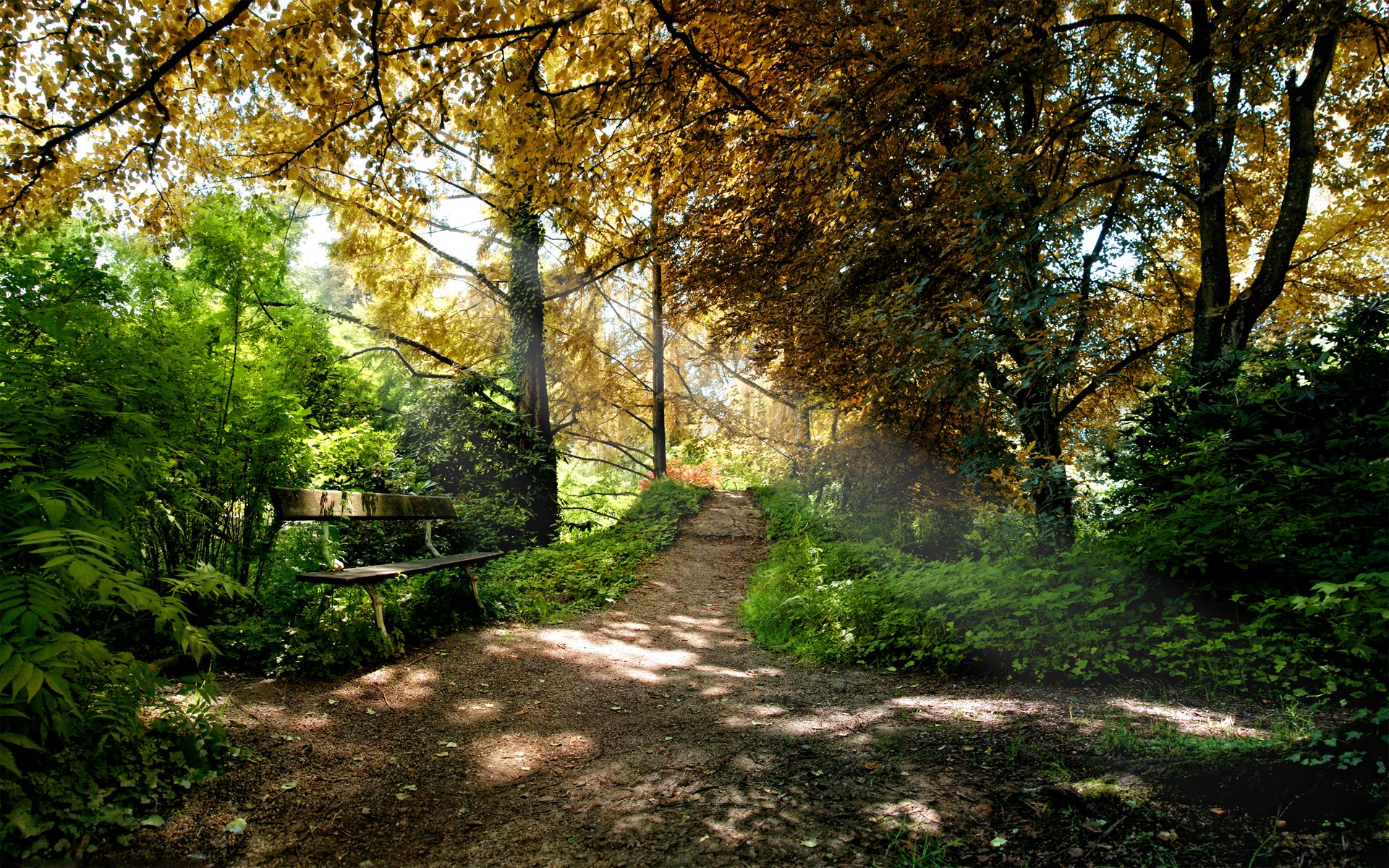 natura park las drzewa ławka ławki ławki siedzenia liście