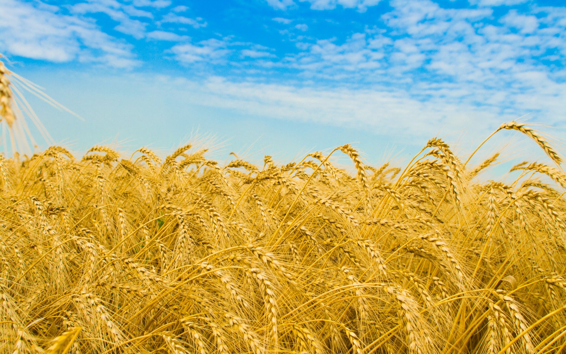 natur feld weizen felder weizenfelder ähren ährchen makro himmel wolken