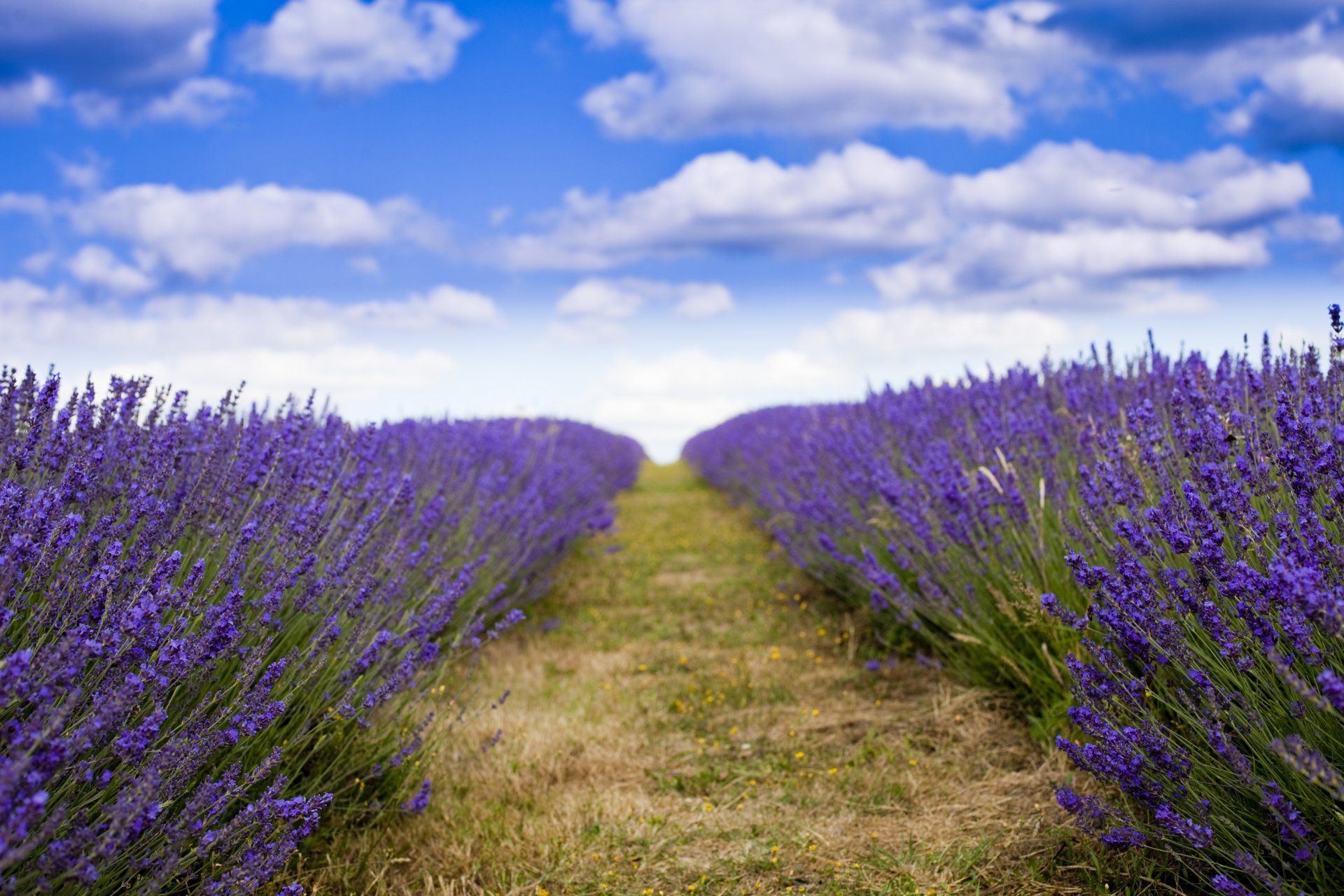 lavanda campo fiori viola bel tempo sud