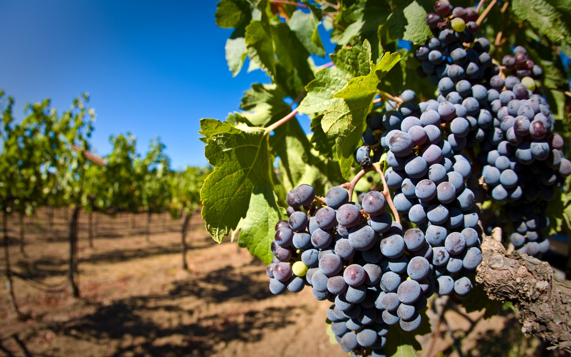 grapes vineyard vine bunch of brush berries leave