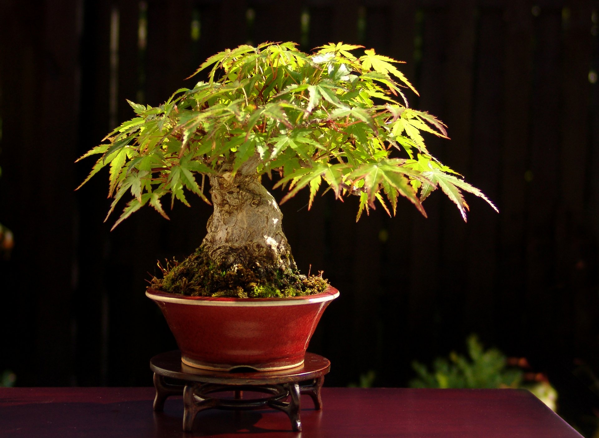 bonsaï arbre japon stand table lumière feuilles