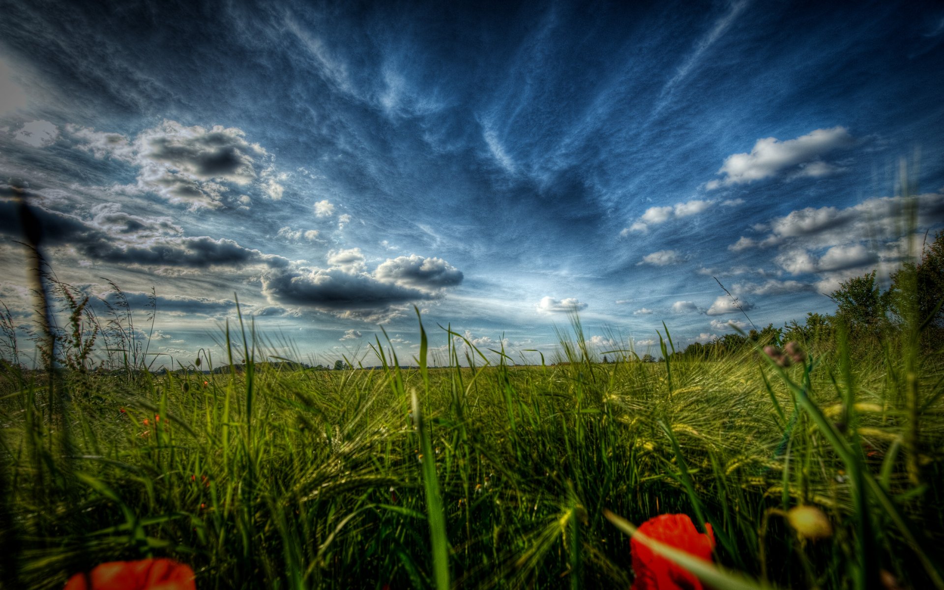 natur blumen mohnblumen gras makro landschaften feld felder