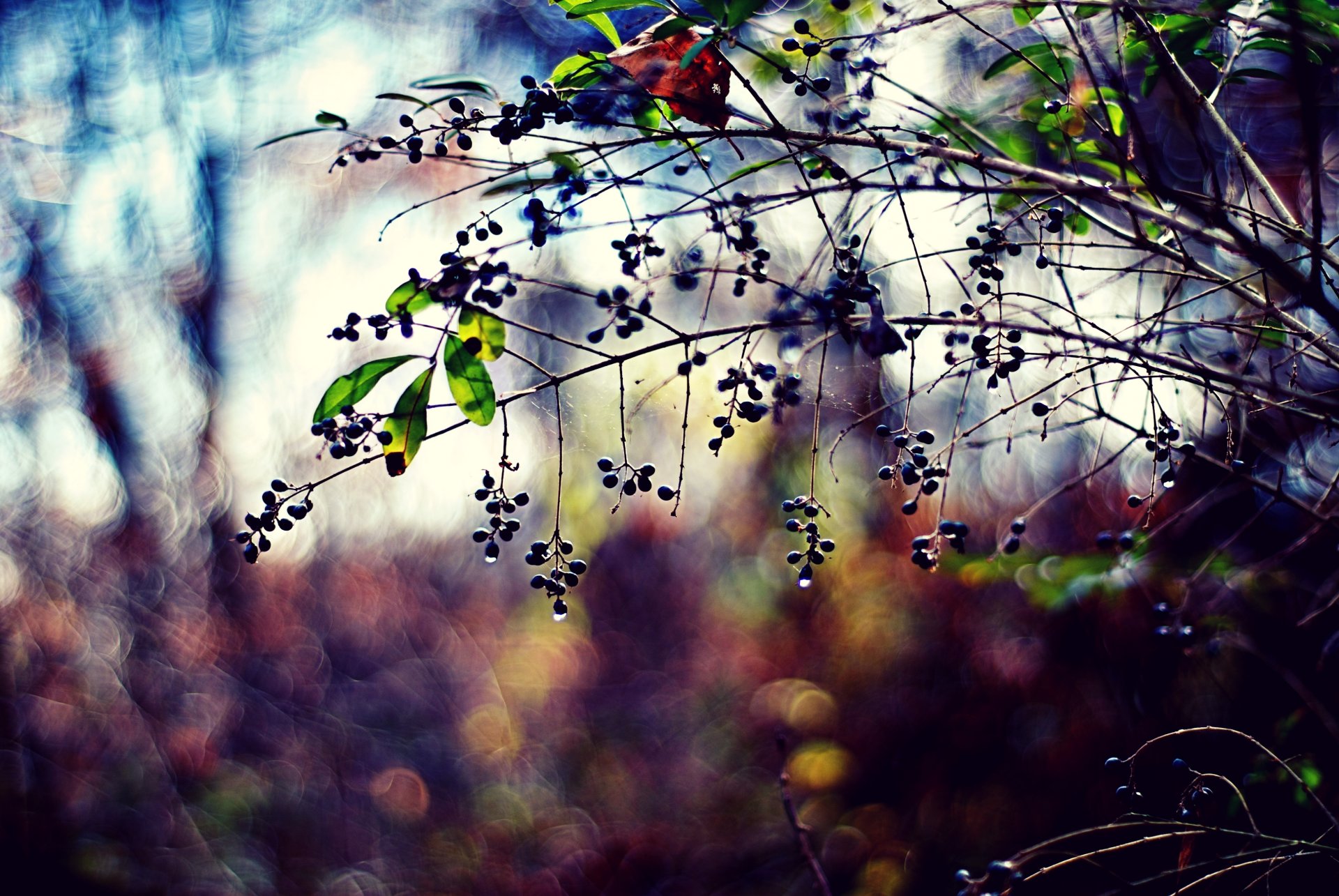 nature branch plants berries leaves drops photo blur flowers bokeh background wallpaper