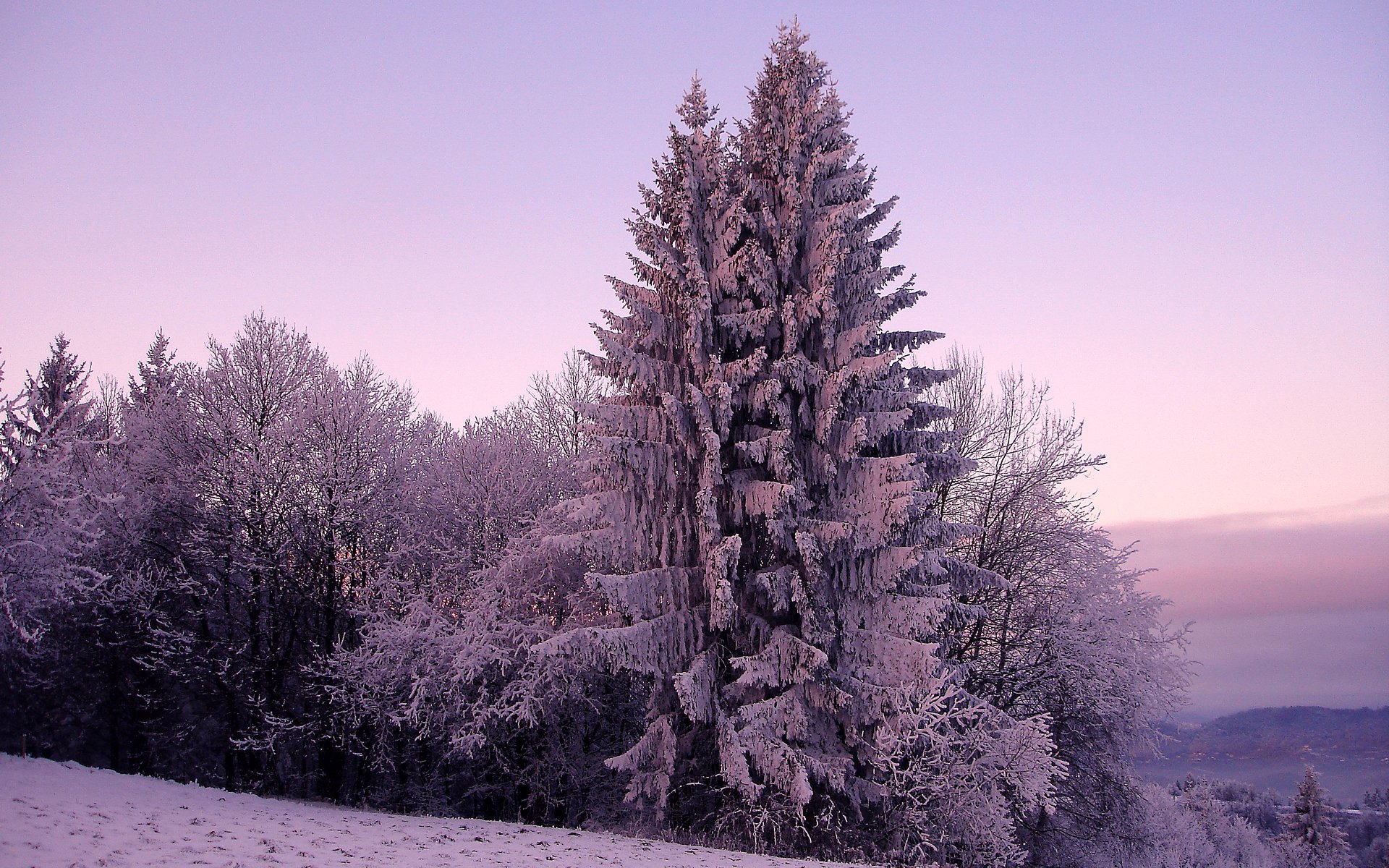 inverno natura abete rosso abete rosso alberi albero neve freddo gelo cielo colline