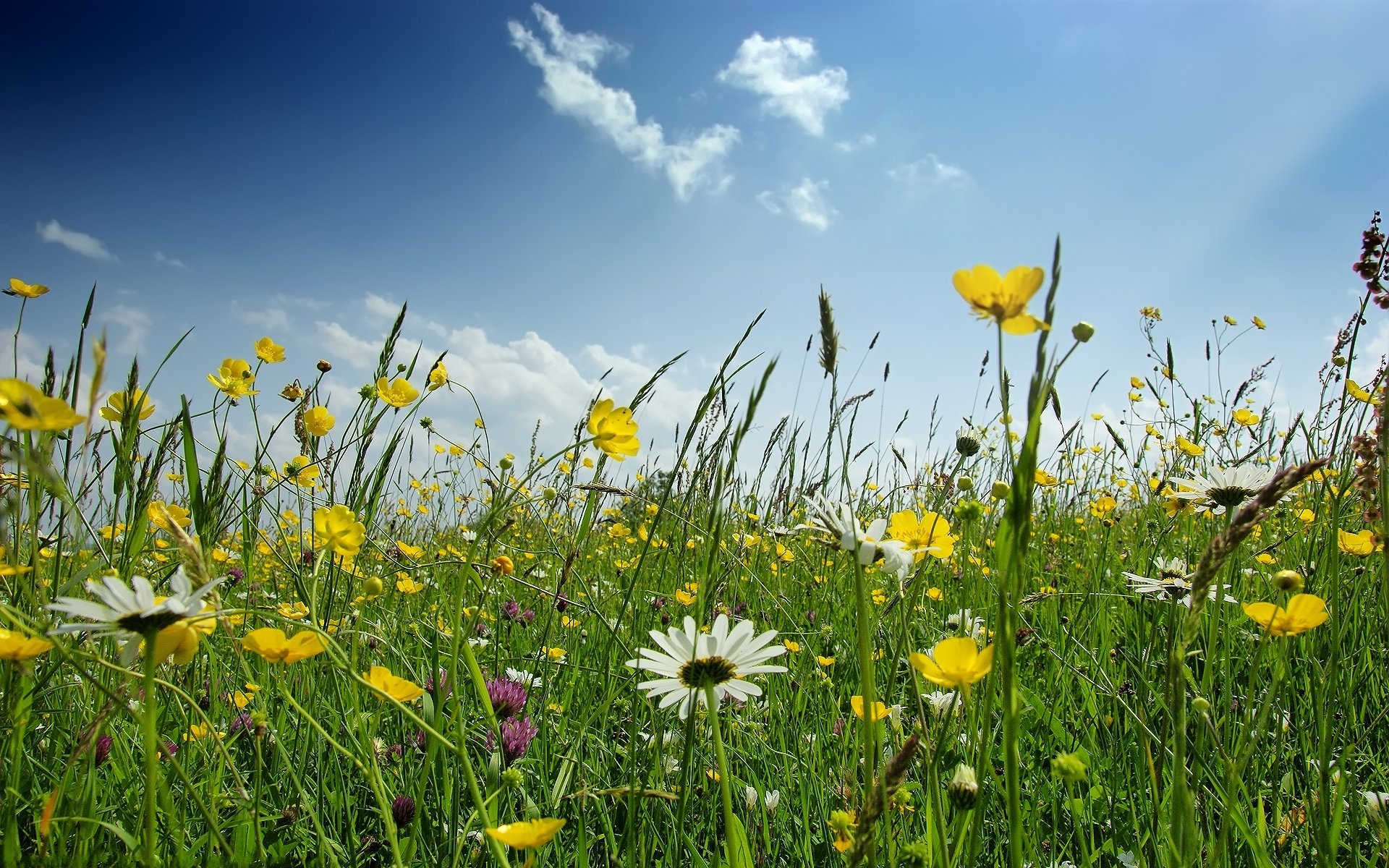 radura verde fiori erba margherite cielo primavera