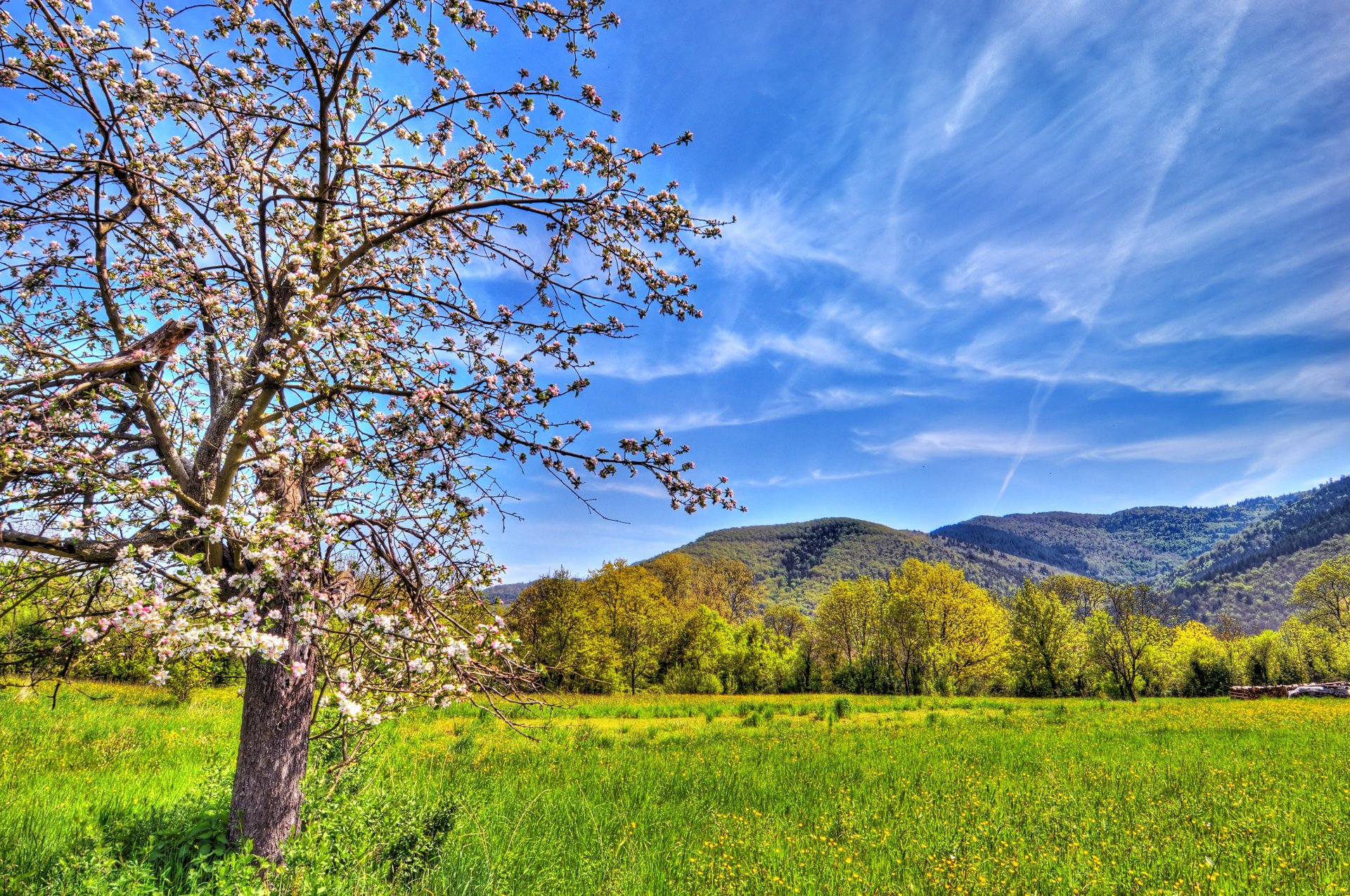 natur feld berge apfelbaum farbe frühling himmel