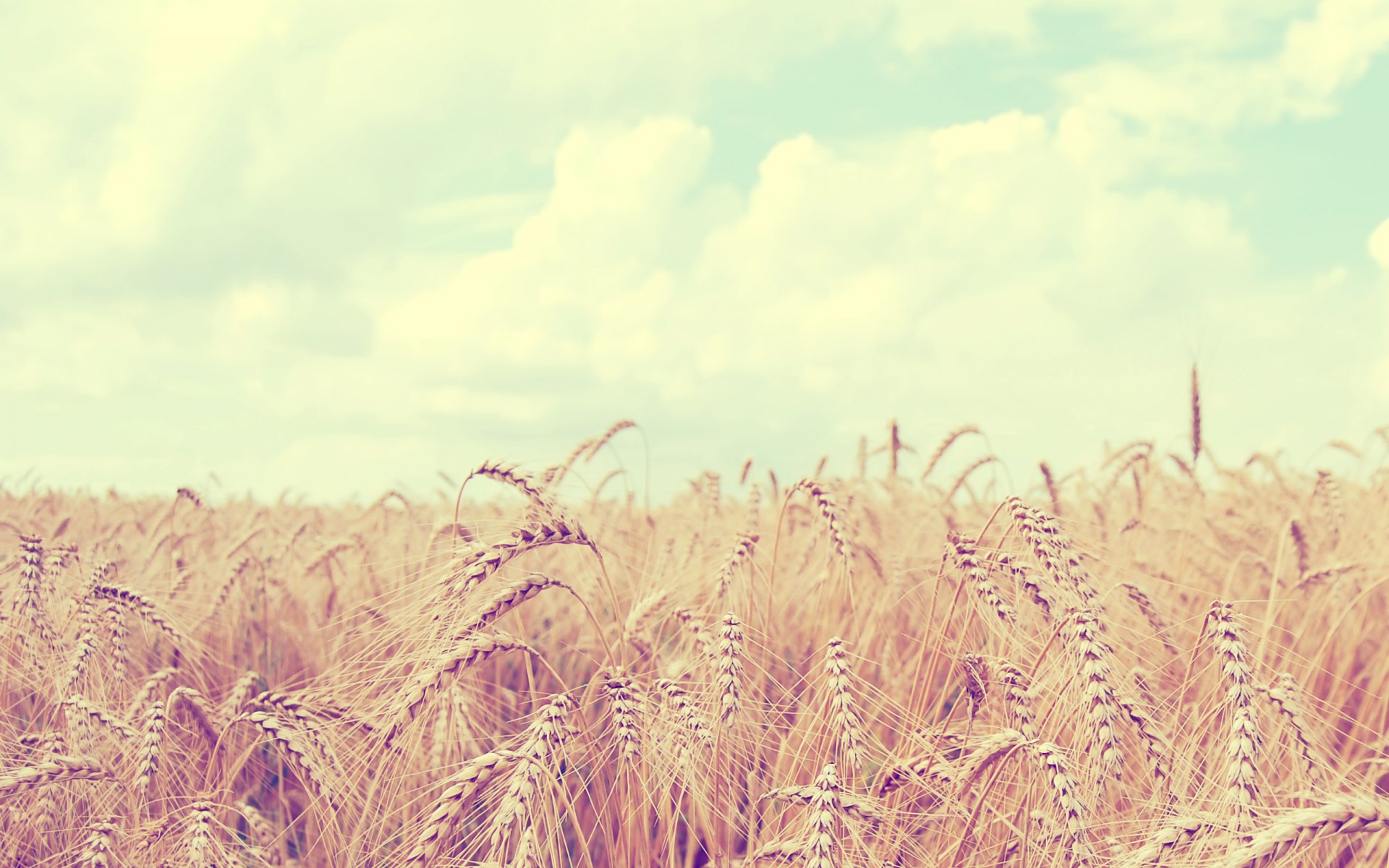 nature landscape field wheat ears of corn sky clouds thorns 1000000