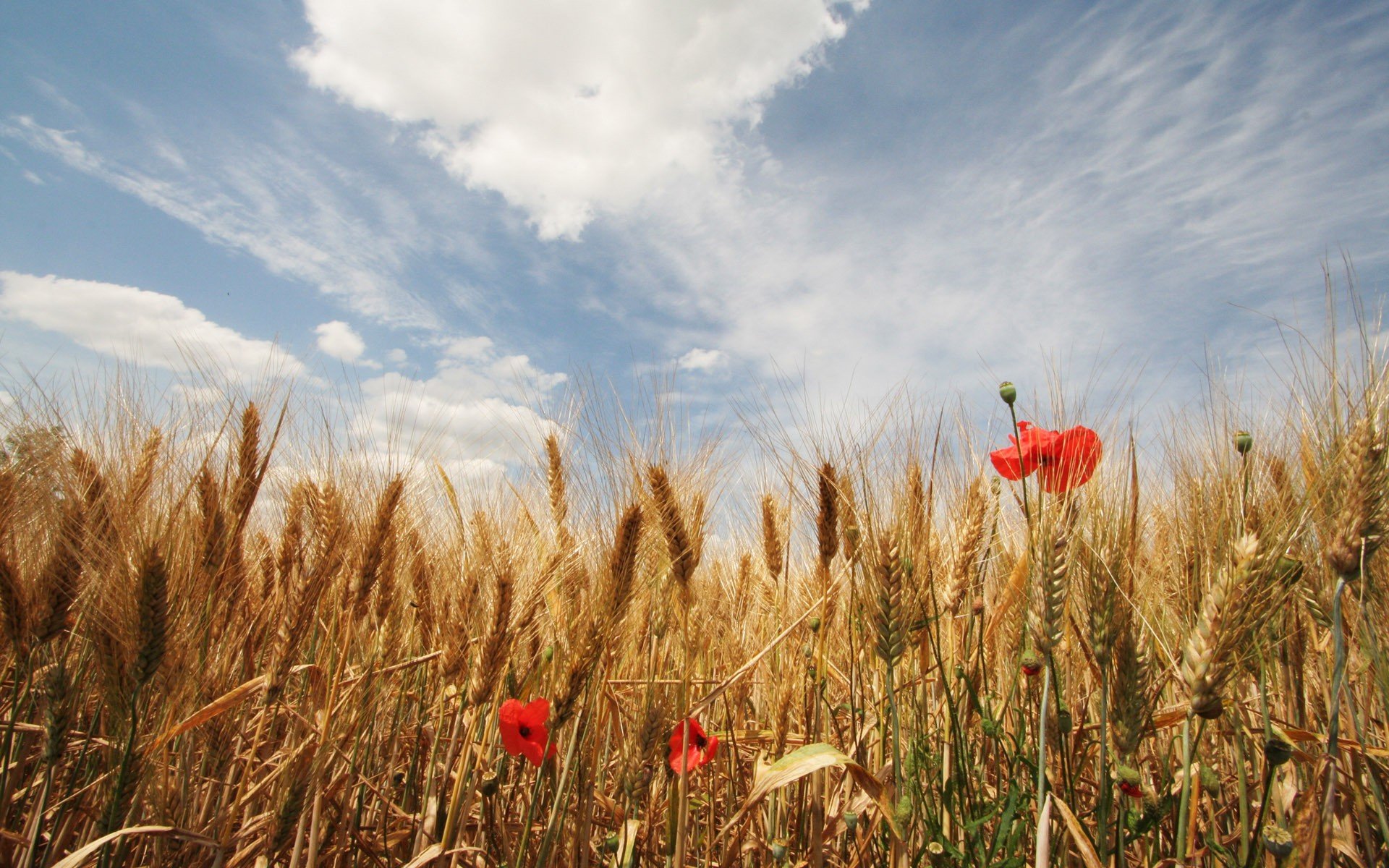 campo espigas cielo nubes amapolas flores verano