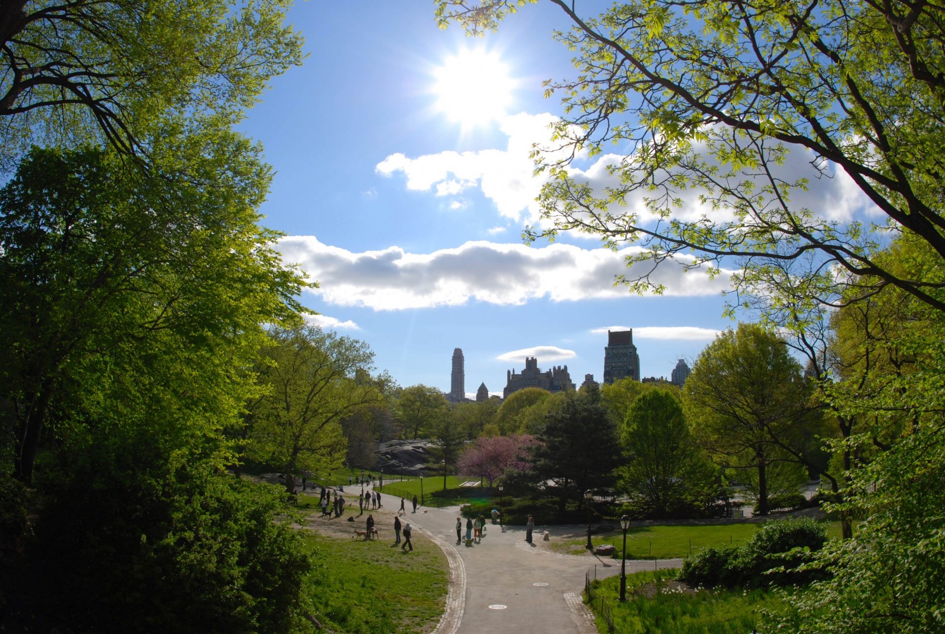 nowy jork nowy jork park drzewa ścieżka ścieżki miasto usa