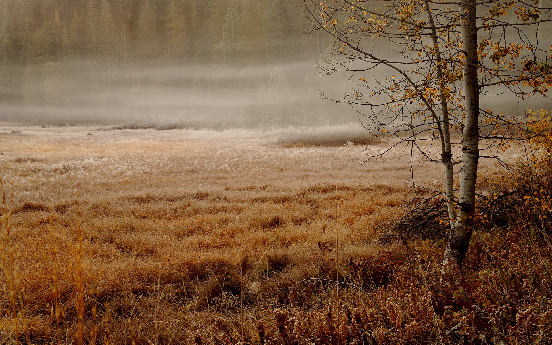 nebligen morgen birke herbst dunst wald fichte gras sumpf bewölkt