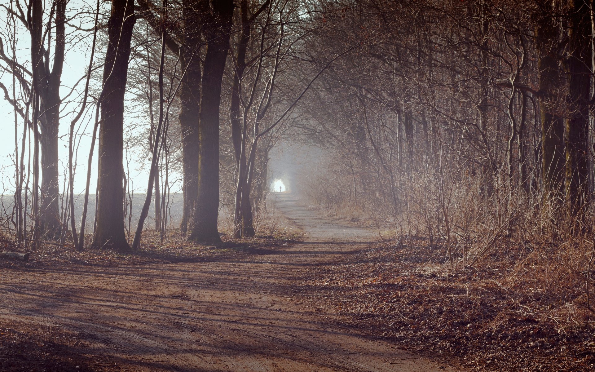 road tree plants forest leaves autumn