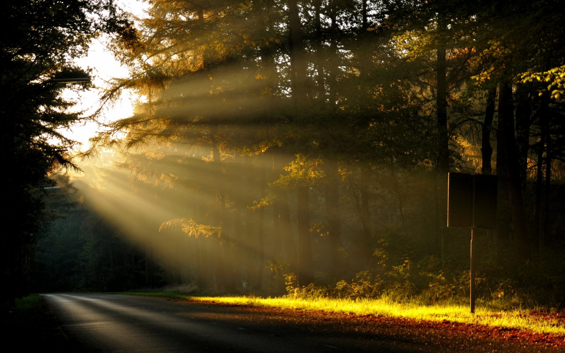 nature forêt arbres route matin aube soleil rayons