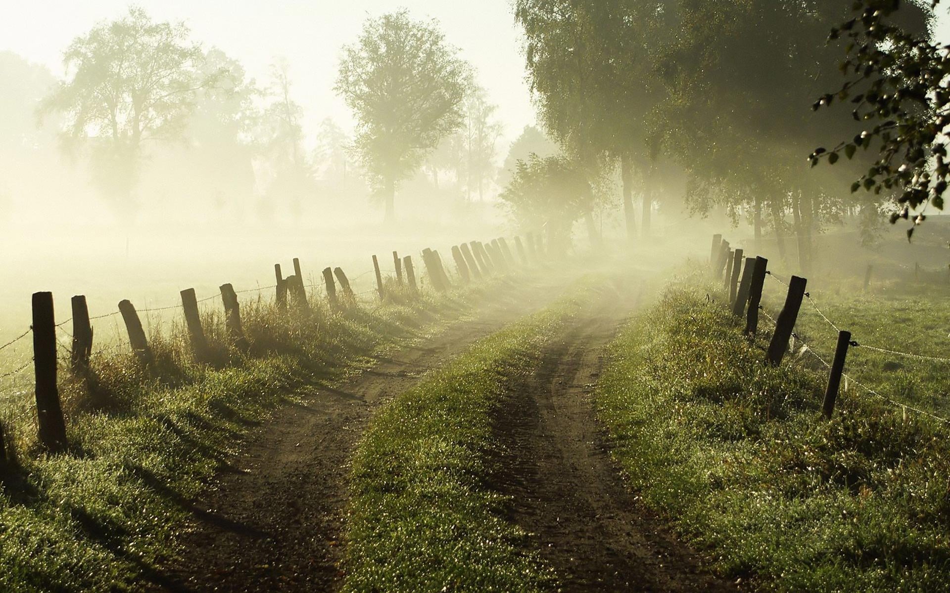 morning dawn fog road grass fence fence trees nature