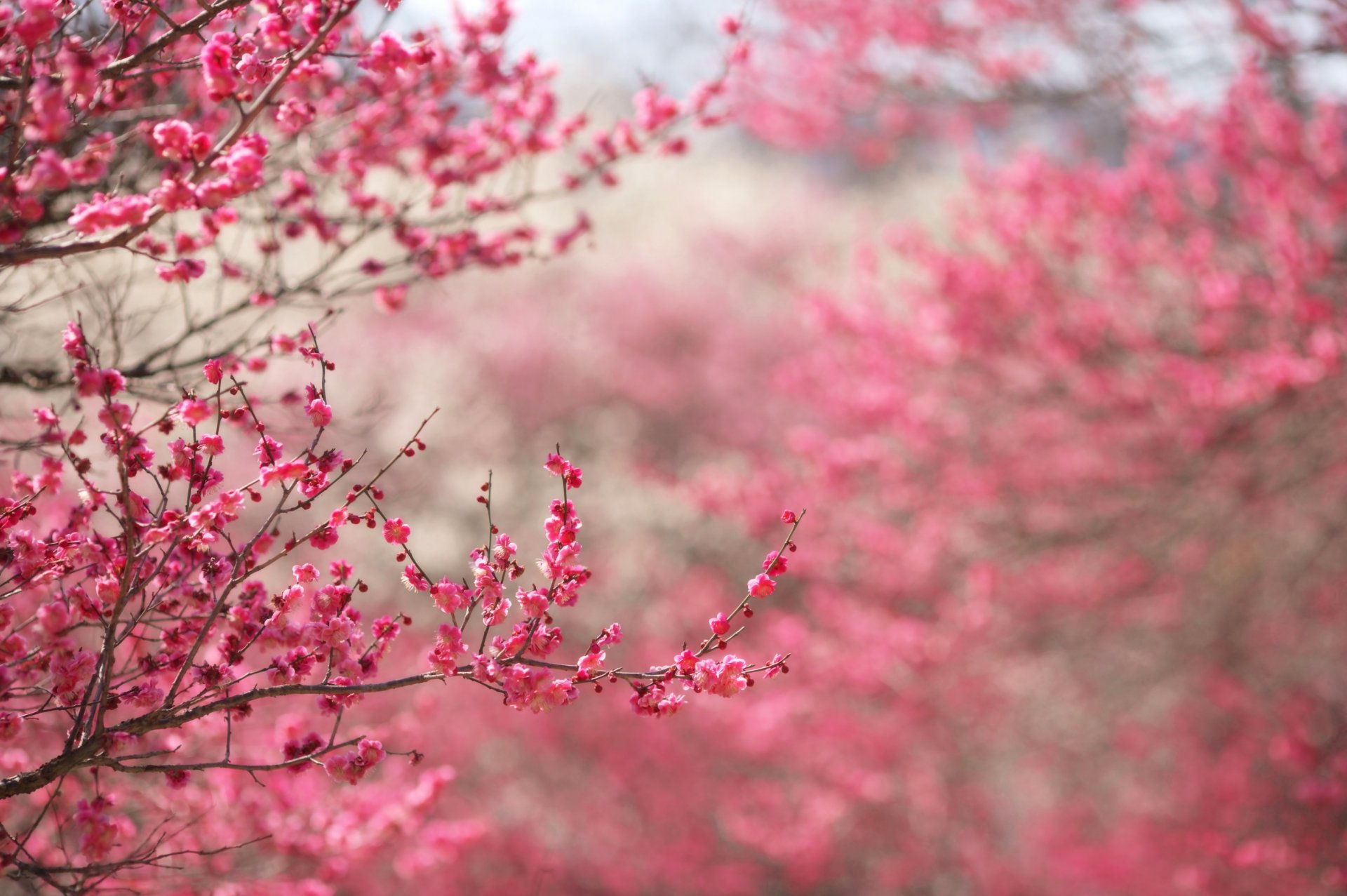 sakura rosa floración ramas ramitas fondo enfoque primavera flores naturaleza