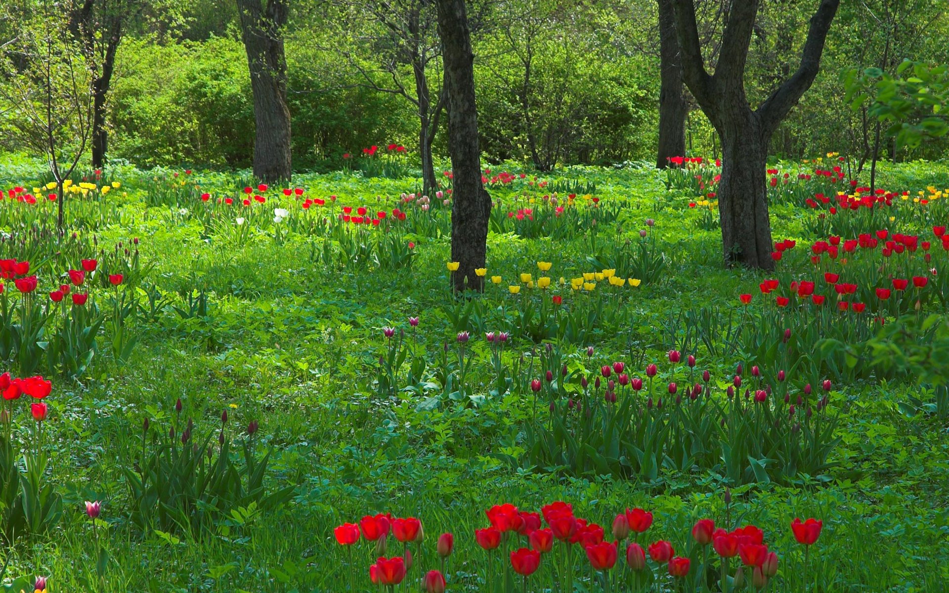 tulipanes árboles troncos primavera jardín naturaleza