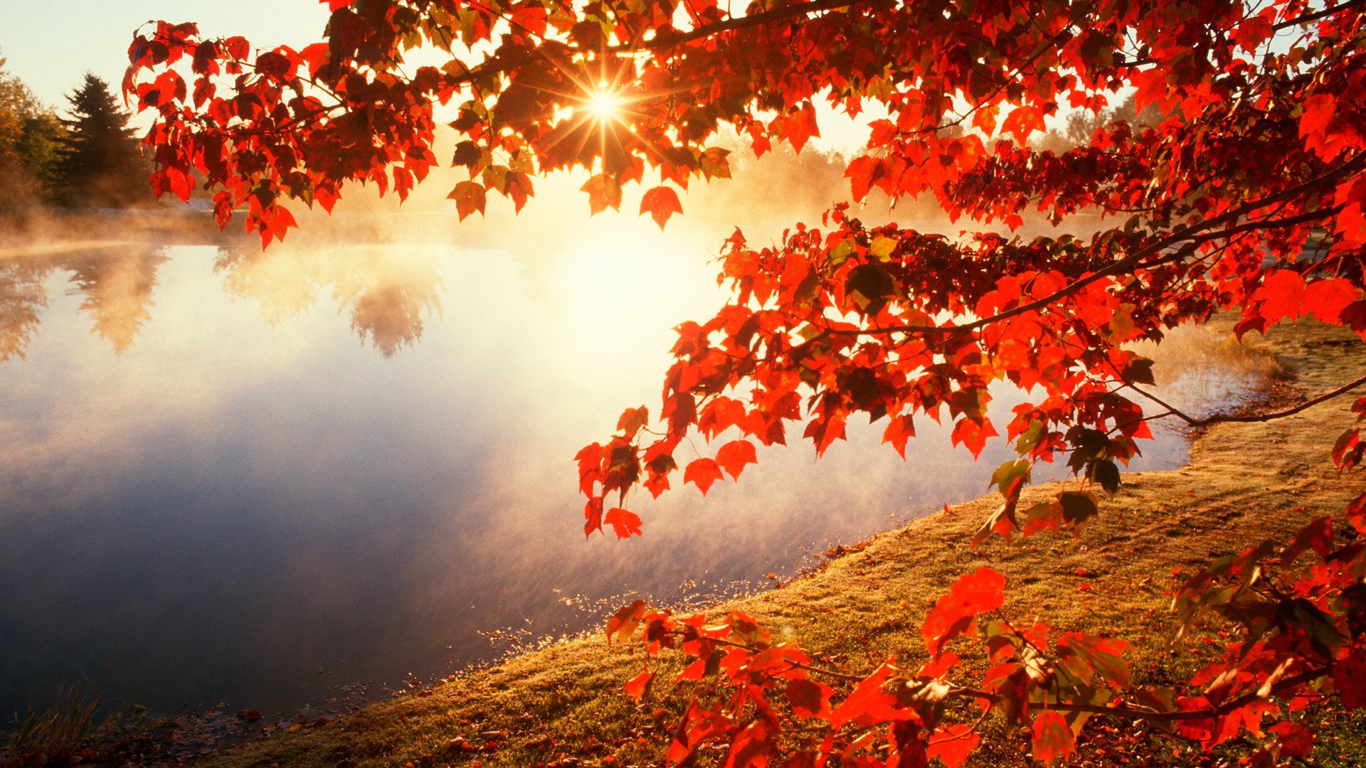 otoño hojas sol