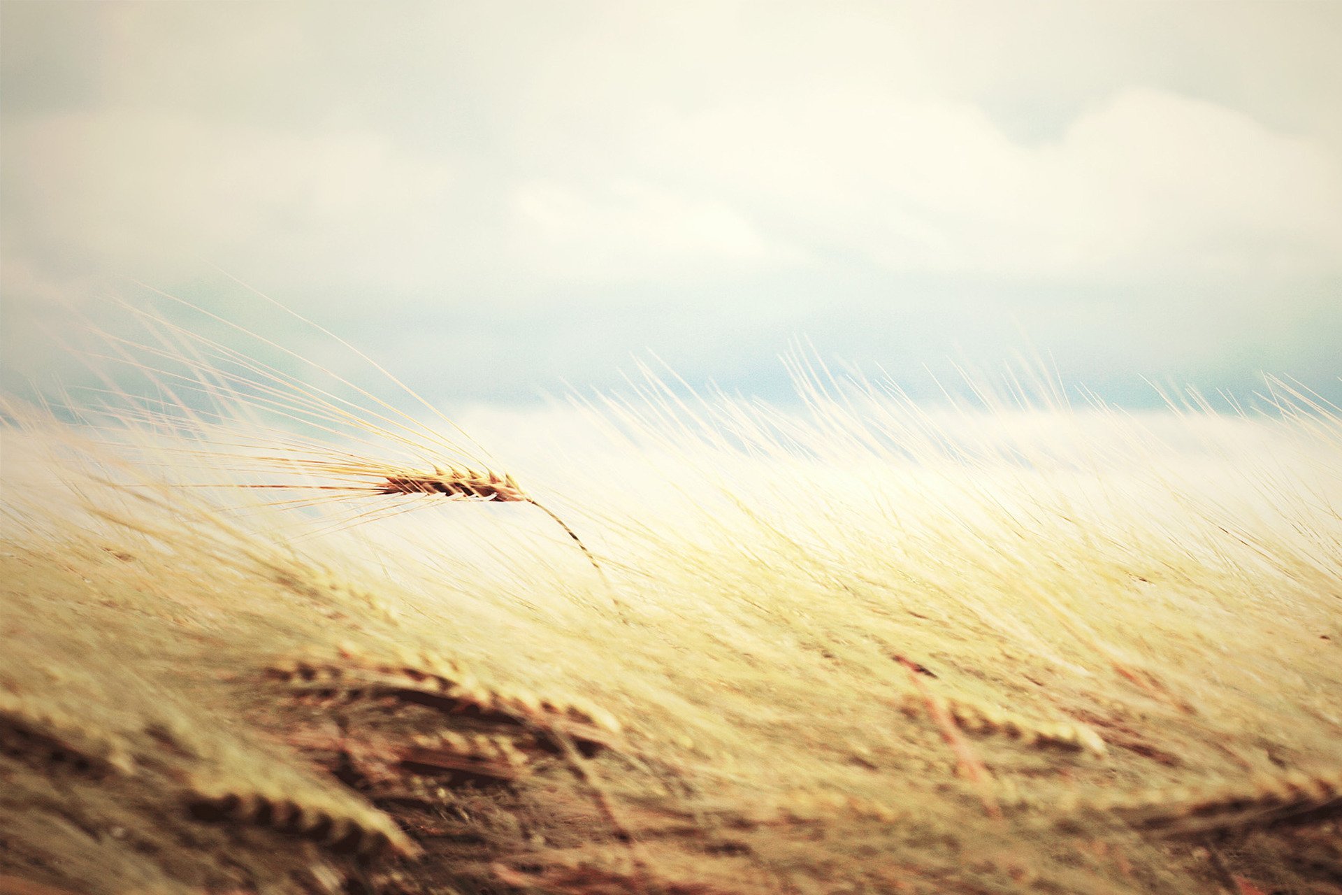 wheat rye wallpaper hd nature the field widescreen tender gently